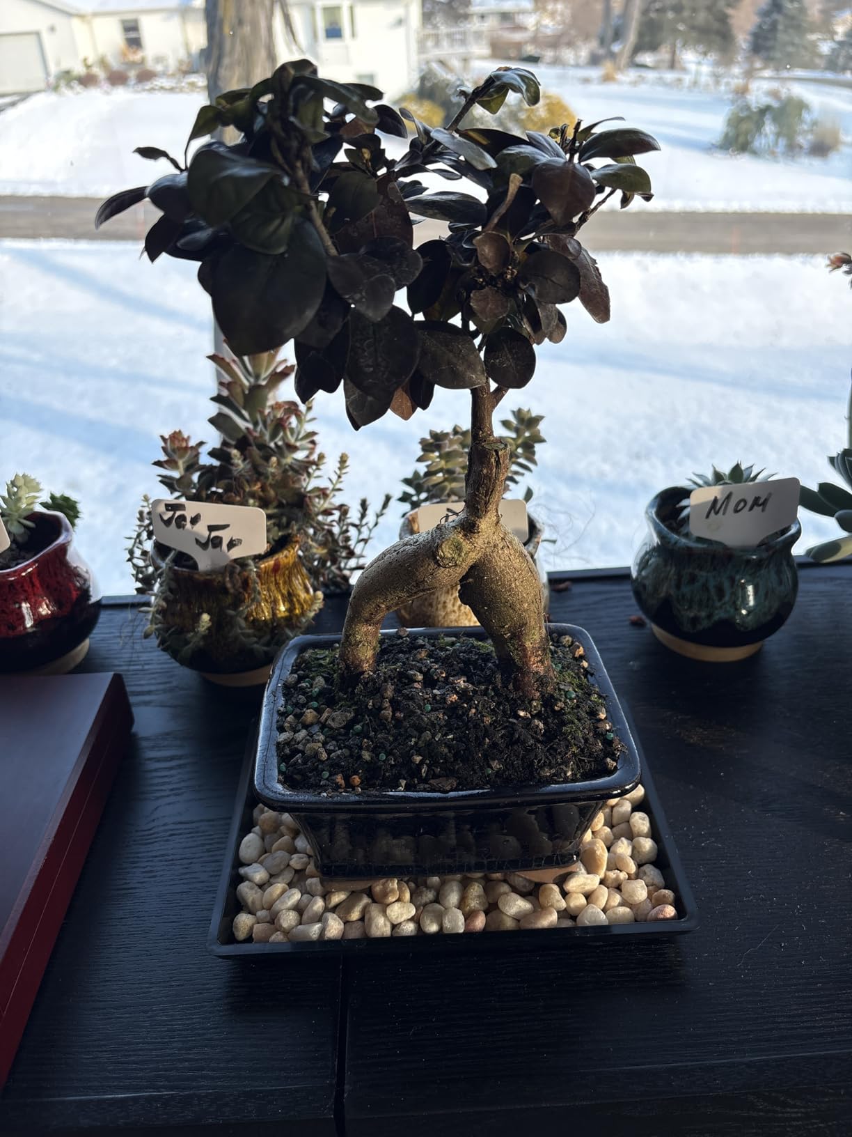 Brussel's Bonsai Live Ginseng Grafted Ficus Indoor Bonsai Tree - Medium, 6 Year, 8 to 12 In - Live Bonsai Tree in Ceramic Bonsai Pot and Humidity Tray customer photo 2