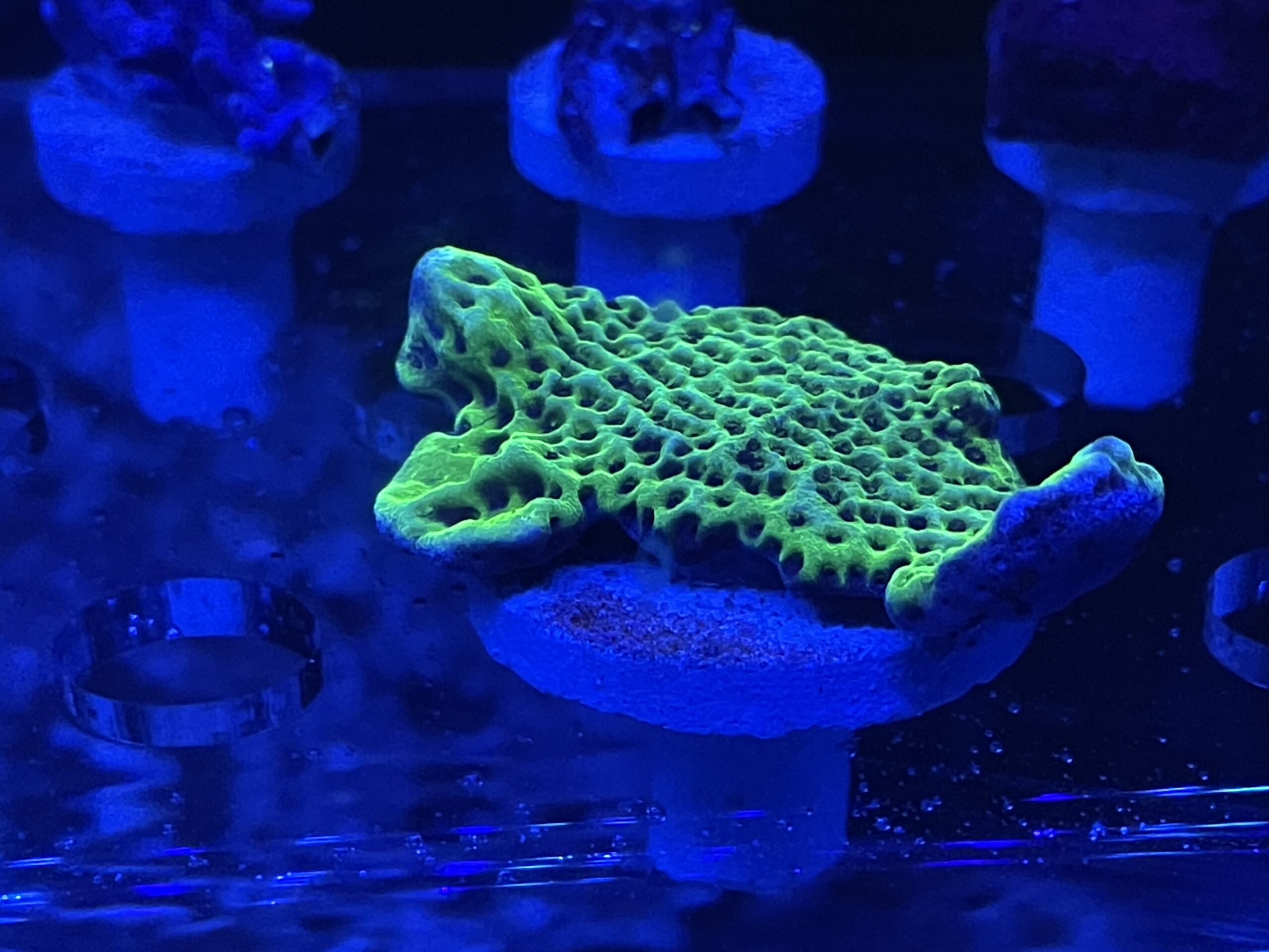 Fluval Sea Marine 3.0 LED Aquarium Lighting for Coral Growth, 46 Watts, 36-46 Inches customer photo 1