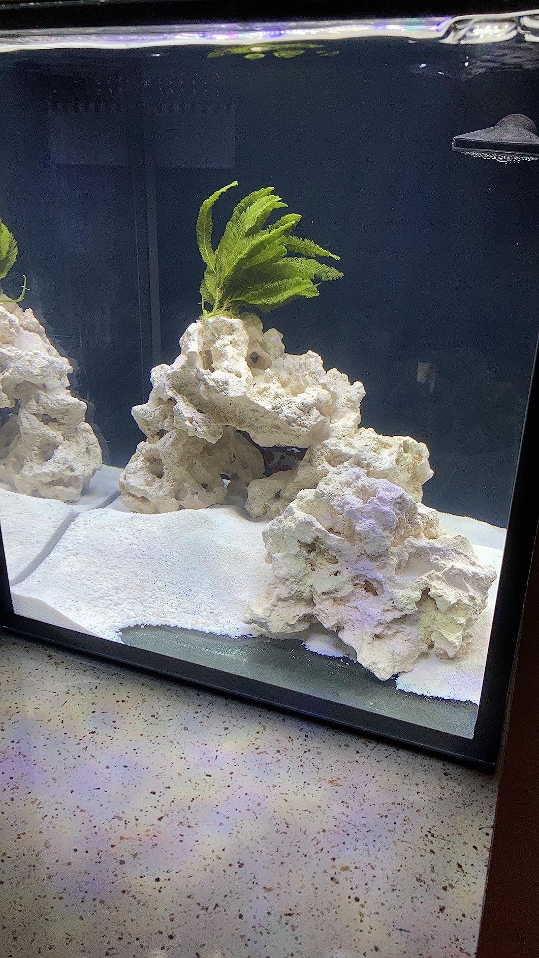 Innovative Marine Nuvo Fusion Pro 2 Series 10 Gallon Nano AIO (All in One) Aquarium customer photo 1