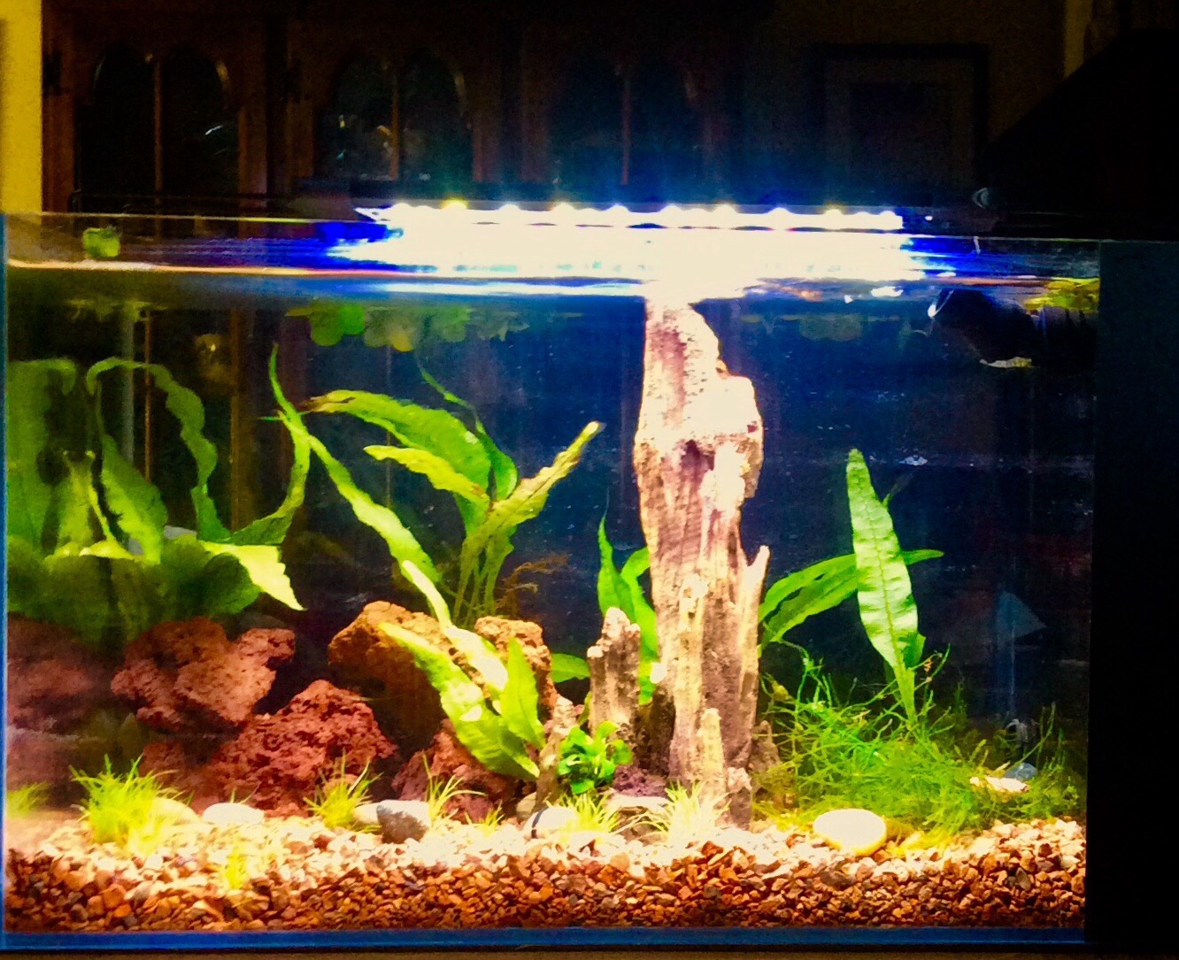 LIFEGARD Low Iron Ultra Clear 7.5 Gallon Crystal Aquarium with Built in Side Filter - Rimless Glass, 45° Beveled Edge, Peninsula Style with Directional Jet Flow customer photo 1