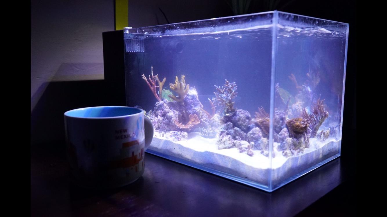 LIFEGARD Low Iron Ultra Clear 4 Gallon Crystal Aquarium with Built in Side Filter - Rimless Glass, 45° Beveled Edge, Peninsula Style with Directional Jet Flow customer photo 1