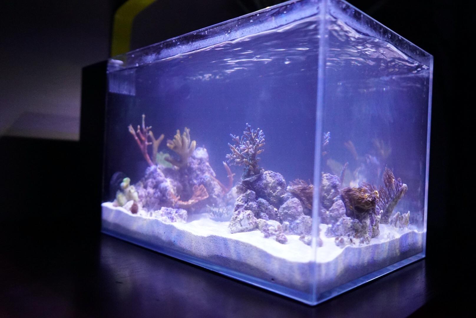 LIFEGARD Low Iron Ultra Clear 4 Gallon Crystal Aquarium with Built in Side Filter - Rimless Glass, 45° Beveled Edge, Peninsula Style with Directional Jet Flow customer photo 2