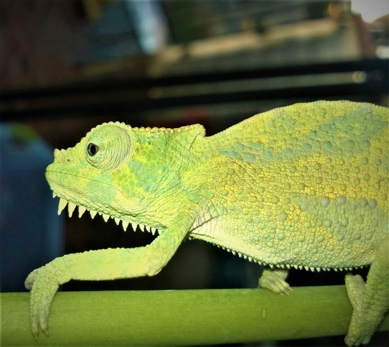 IVYX Scientific 5L Incubator - Precise Temperature Control from 0°C to +55°C, 12V DC / 110V AC customer photo 3