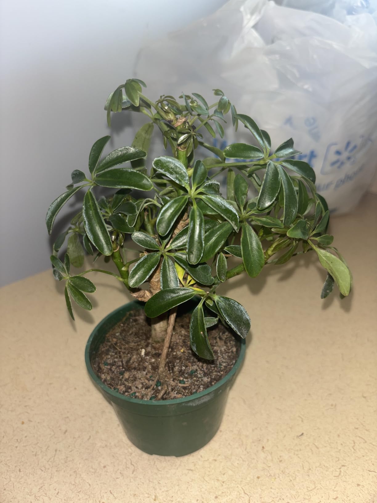 Brussel's Bonsai Live Hawaiian Umbrella Indoor Bonsai Tree - 3 Years Old; 7