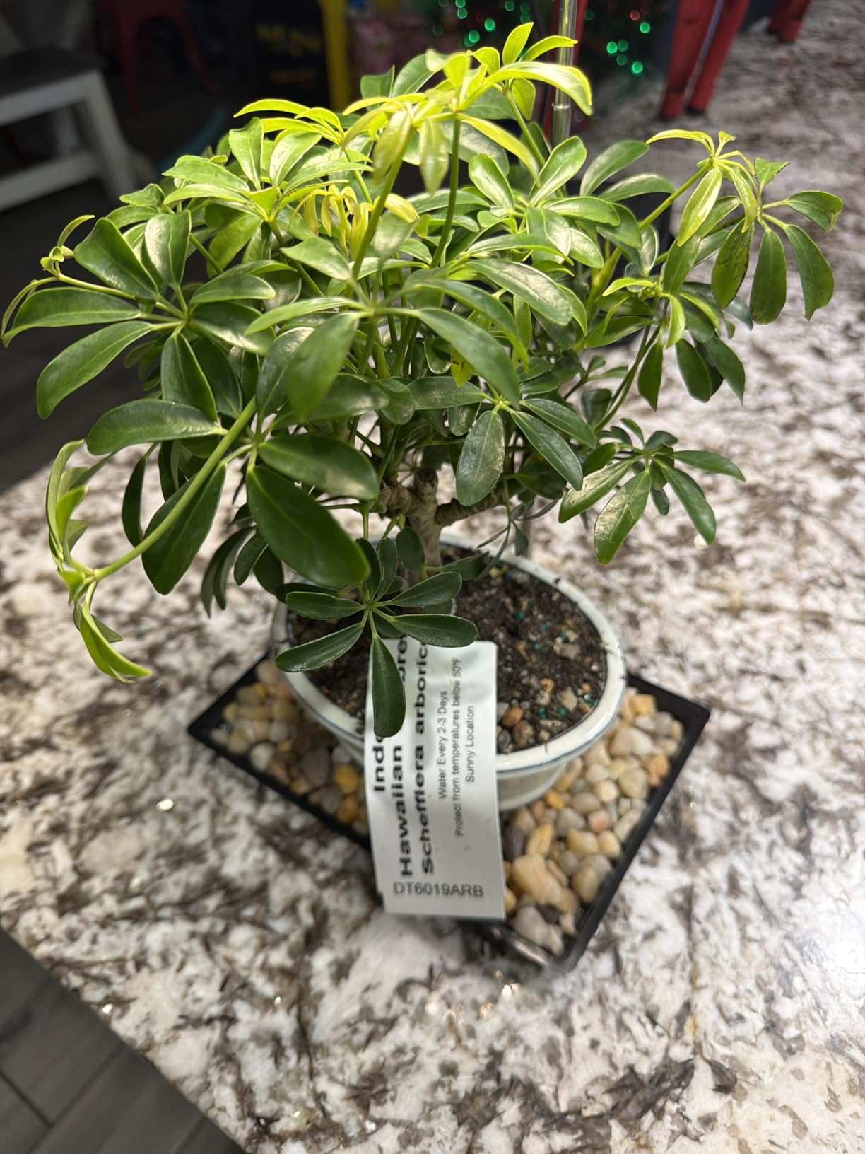 Brussel's Bonsai Live Hawaiian Umbrella Indoor Bonsai Tree - 3 Years Old; 7