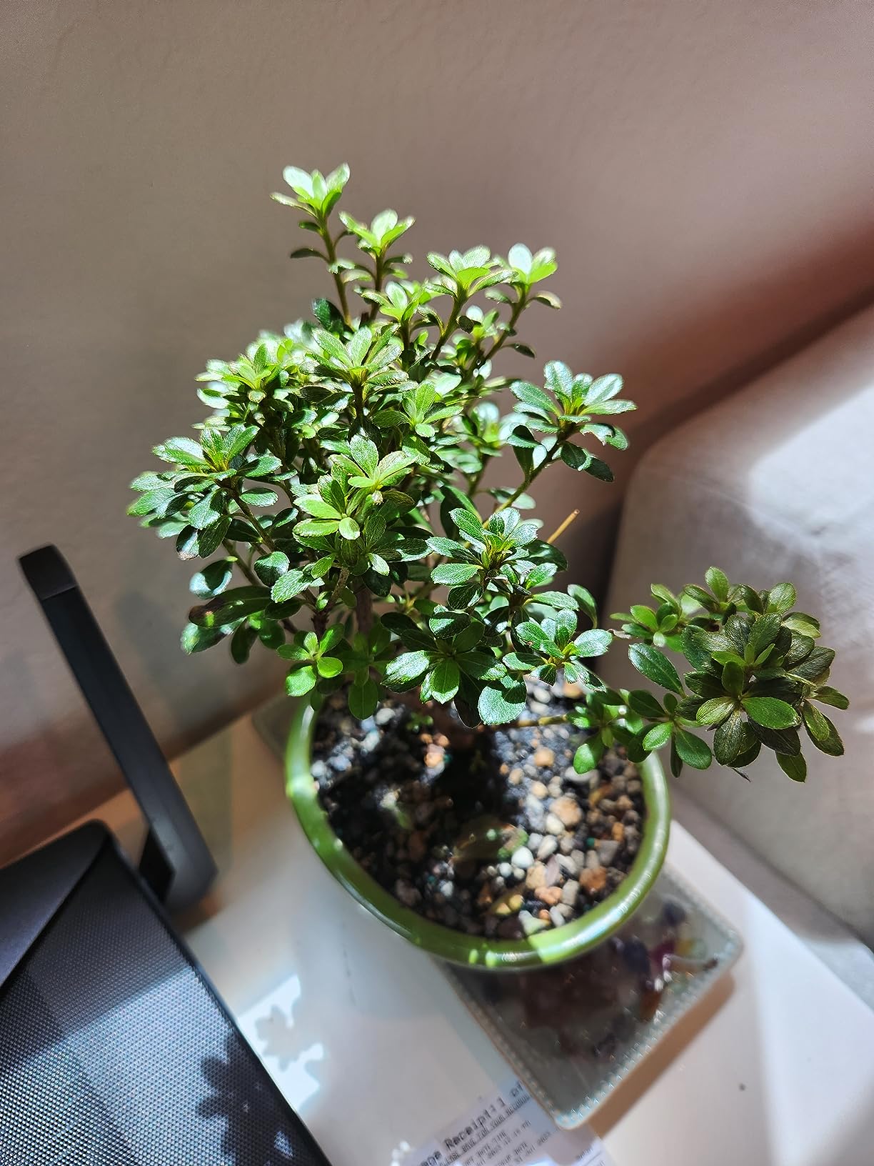 Brussel's Bonsai - Live Satsuki Azalea Flowering Bonsai Tree in Ceramic Bonsai Pot, Outdoor Bonsai Tree Live Plant, 5 Years Old, 5-8 Inches Tall, Easy Care Plant for Patio Garden (Small) customer photo 1