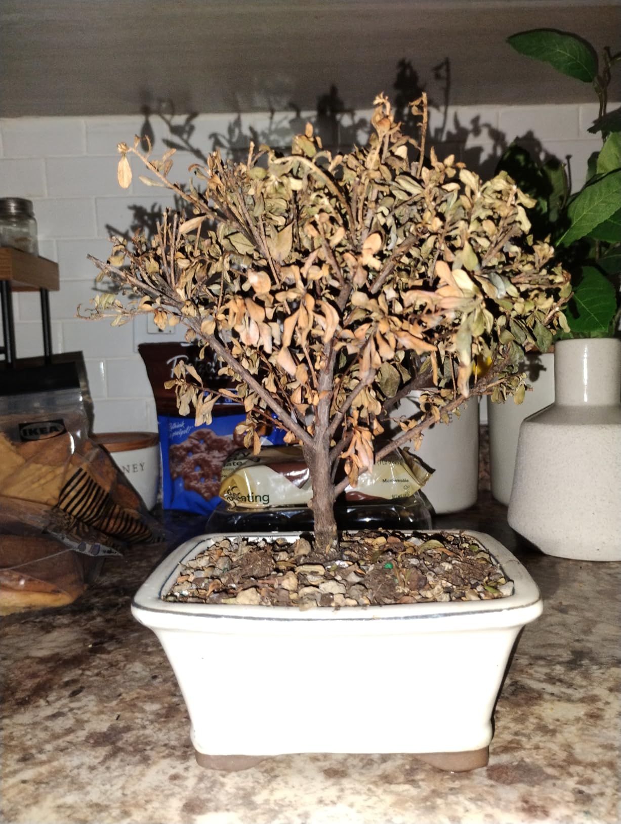 Brussel's Bonsai - Live Satsuki Azalea Flowering Bonsai Tree in Ceramic Bonsai Pot, Outdoor Bonsai Tree Live Plant, 5 Years Old, 5-8 Inches Tall, Easy Care Plant for Patio Garden (Small) customer photo 2