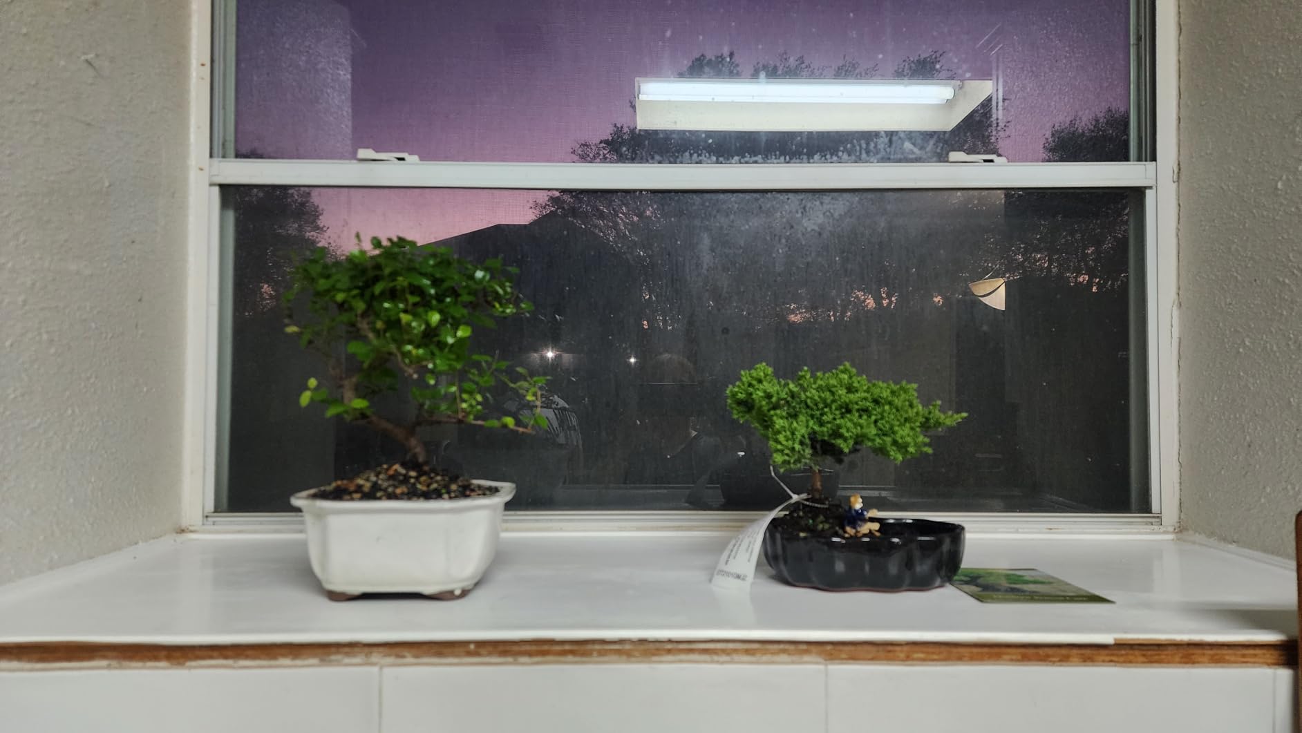 Brussel's Bonsai Live Chinese Sweet Plum Bonsai Tree - 5 Years, 6 to 10 in - Indoor Bonsai in Ceramic Bonsai Pot customer photo 1