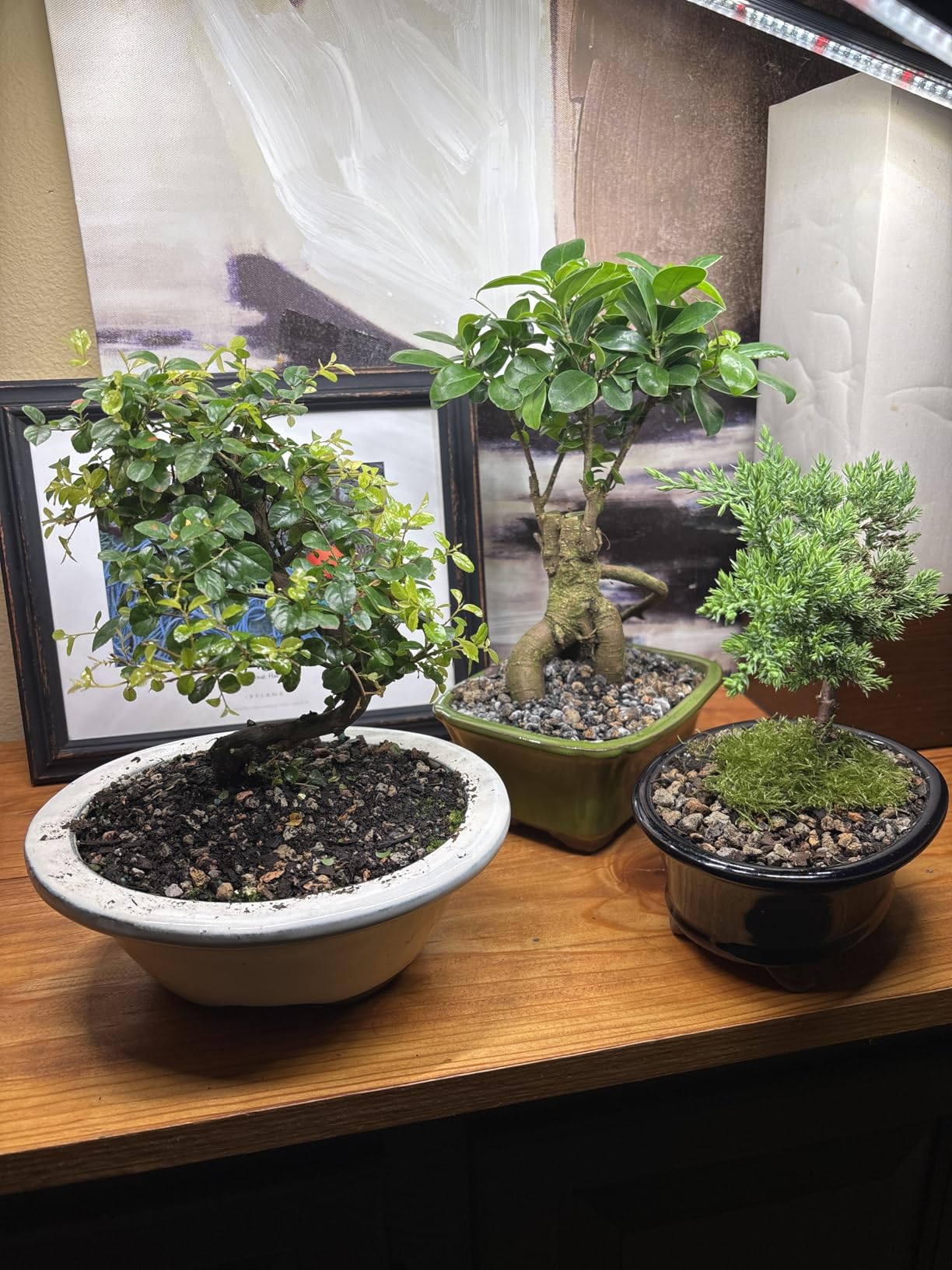 Brussel's Bonsai Live Chinese Sweet Plum Bonsai Tree - 5 Years, 6 to 10 in - Indoor Bonsai in Ceramic Bonsai Pot customer photo 2