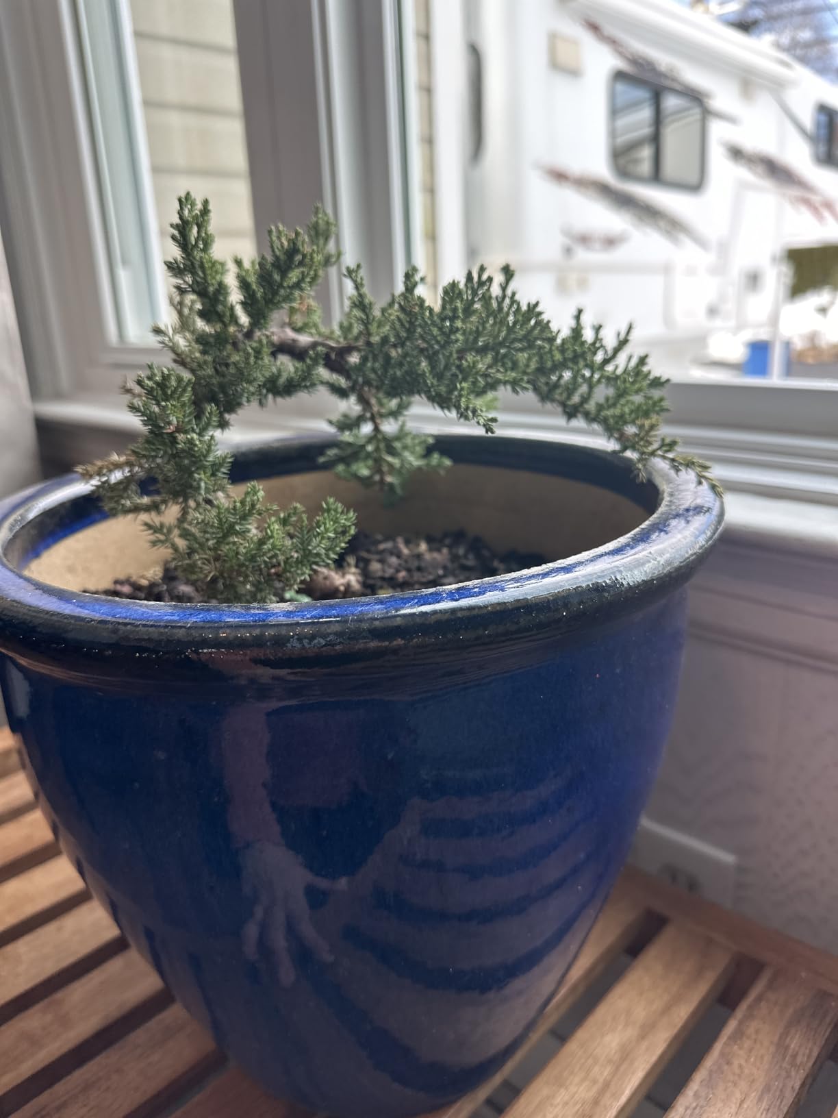 Brussel's Bonsai - Live Green Mound Juniper Bonsai Tree with Water Bonsai Pot, Outdoor Bonsai Tree Live Plant, 5 Years Old, 6-10 Inches Tall, Easy Care Bonsai for Patio Garden (Medium) customer photo 1