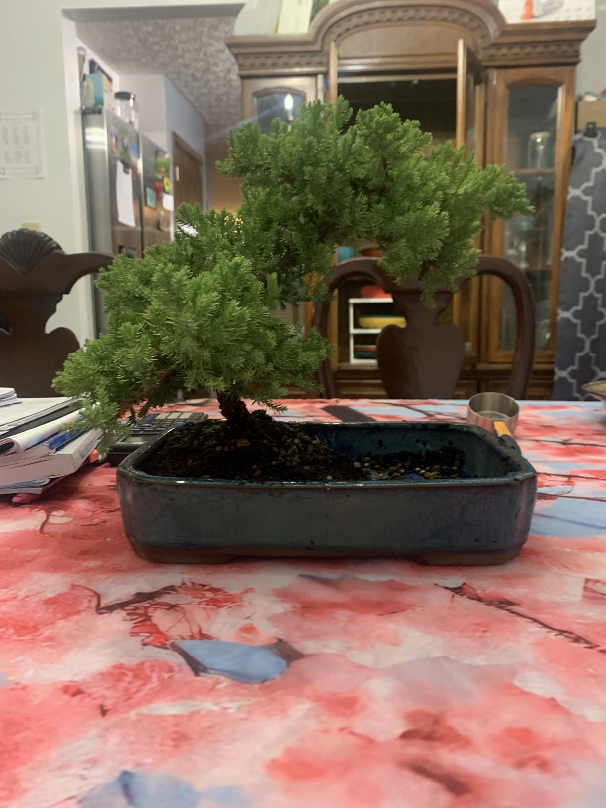 Brussel's Bonsai - Live Green Mound Juniper Bonsai Tree with Water Bonsai Pot, Outdoor Bonsai Tree Live Plant, 5 Years Old, 6-10 Inches Tall, Easy Care Bonsai for Patio Garden (Medium) customer photo 2