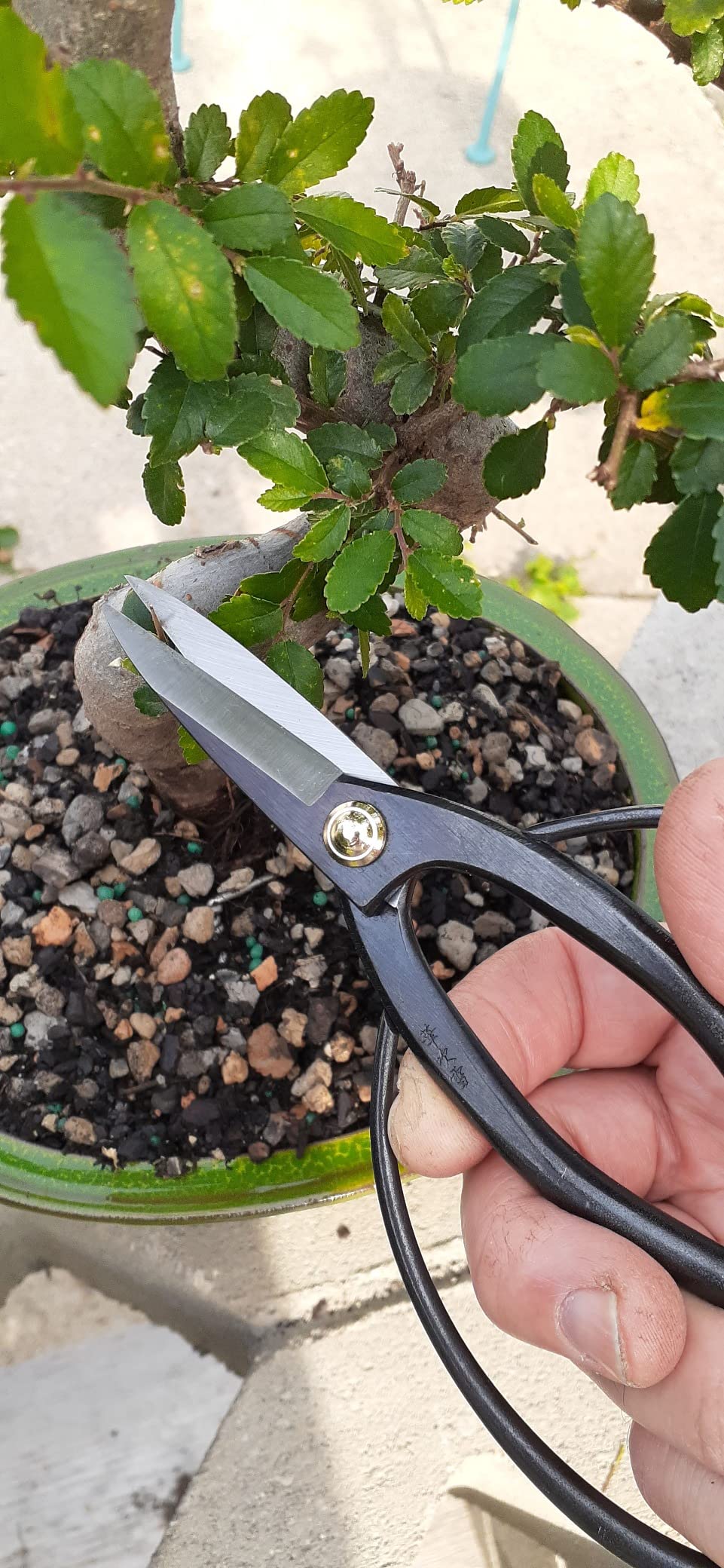 Hanafubuki Wazakura Bonsai Scissors Made in Japan 7inch(180mm), Japanese Bonsai Garden Tools, Hasami Pruning Shears - Traditional customer photo 1