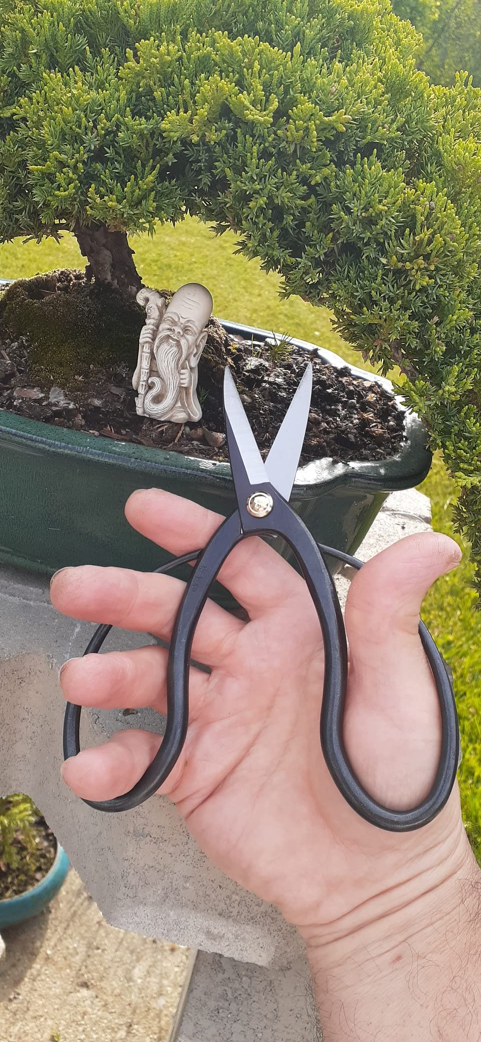 Hanafubuki Wazakura Bonsai Scissors Made in Japan 7inch(180mm), Japanese Bonsai Garden Tools, Hasami Pruning Shears - Traditional customer photo 2