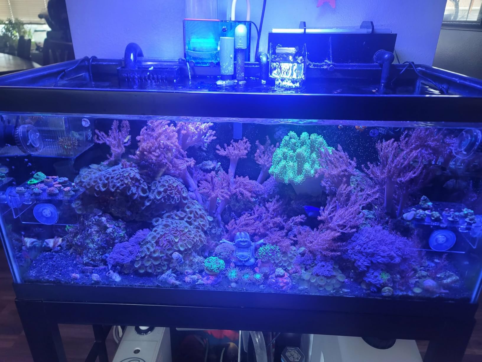 165W LED Aquarium Light Dimmable Full Spectrum LED Reef Lights for Coral Saltwater Fish Tank, Remote/Timer Control, Programmable Auto On/Off, Blue/White Dual Channel Brightness 0-100% customer photo 2