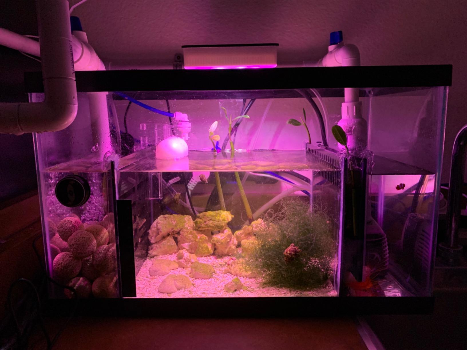 Aquarium Sump Refugium DIY Kit for Protein Skimmer Sump - Chamber dividers (10 Gallon) customer photo 2