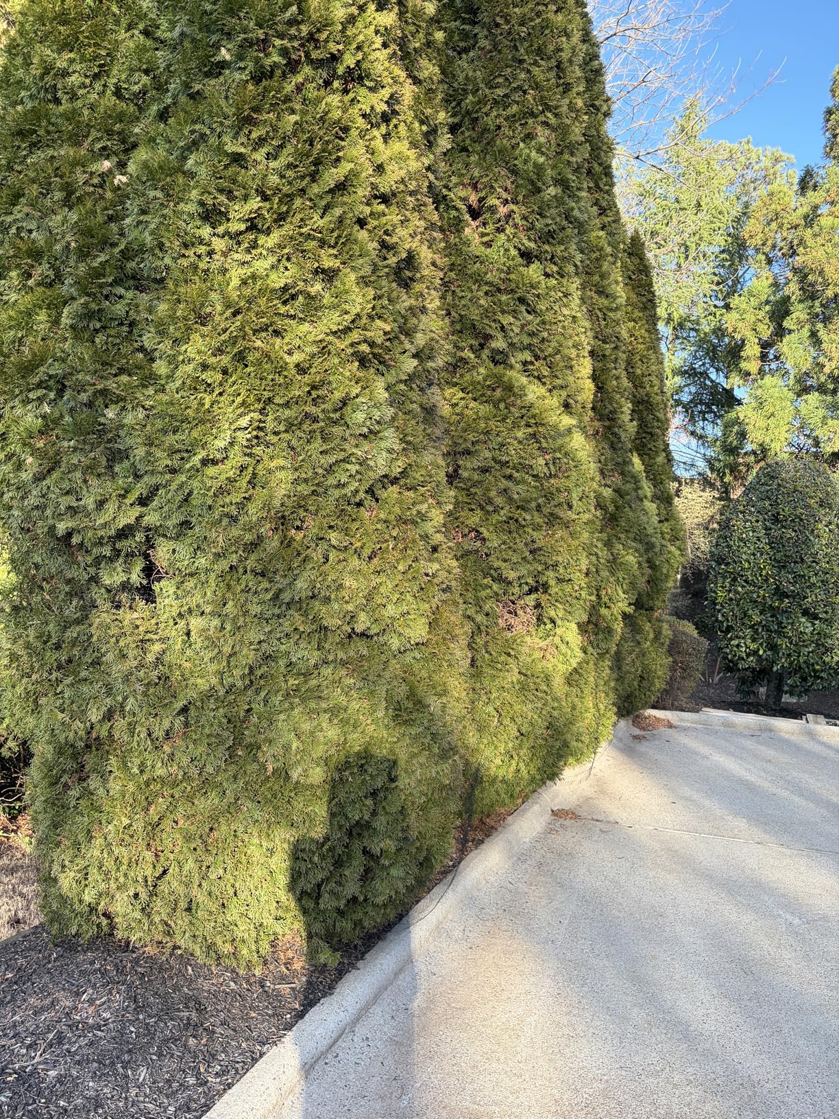 Deer Fence Netting, 7 x 100 Feet Anti Bird Deer Protection Net Reusable Protective Garden Netting for Plants Fruit Trees Vegetables Against Birds and Other Animals customer photo 1