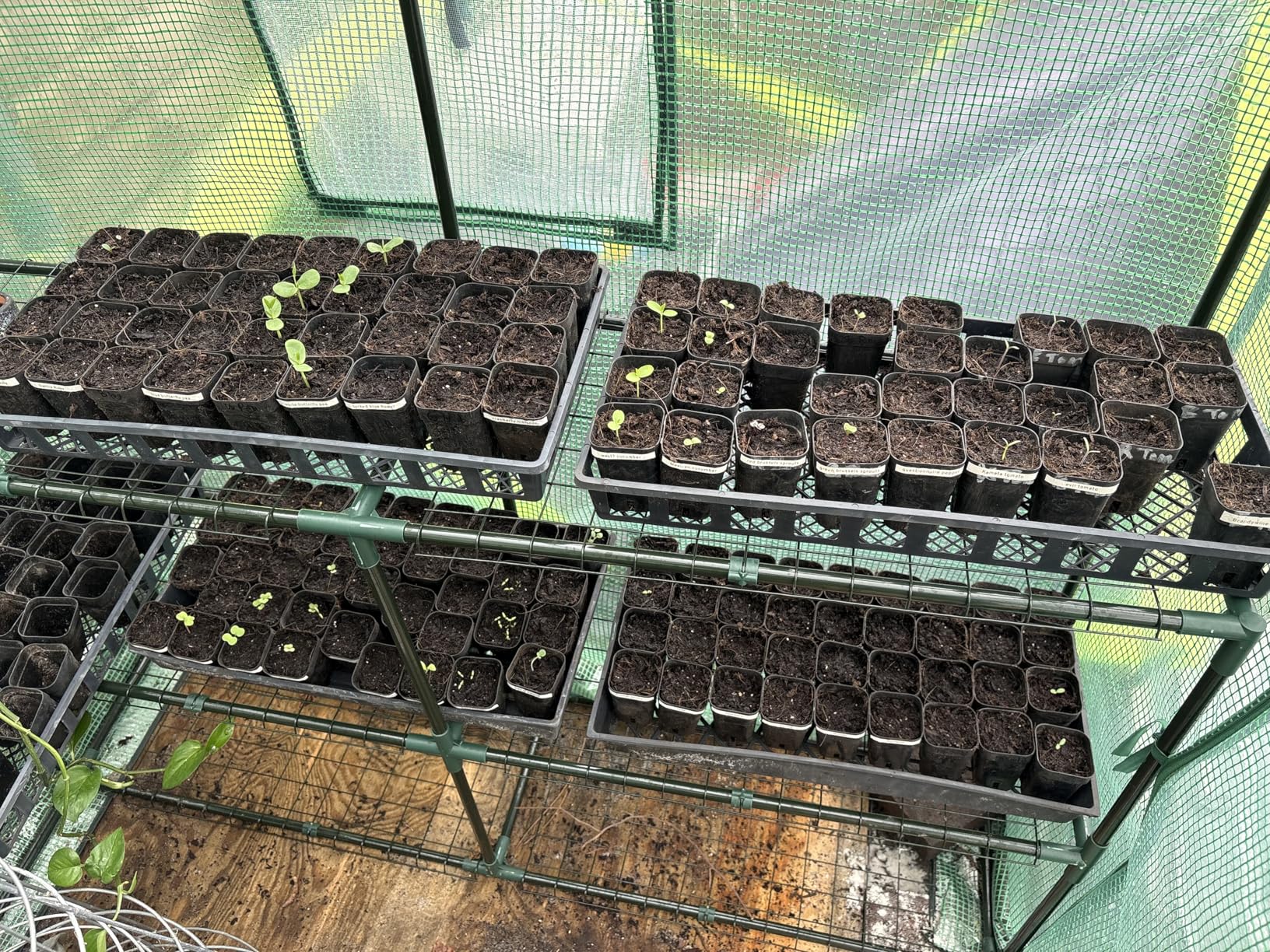 Ohuhu Greenhouse for Outdoors with Screen Windows, 57 x 57 x 76'' Walk in Plant Greenhouses Heavy Duty with Durable PE Cover, 3 Tiers 12 Shelves Stands Plastic Portable Green House with Shelf Clips customer photo 2