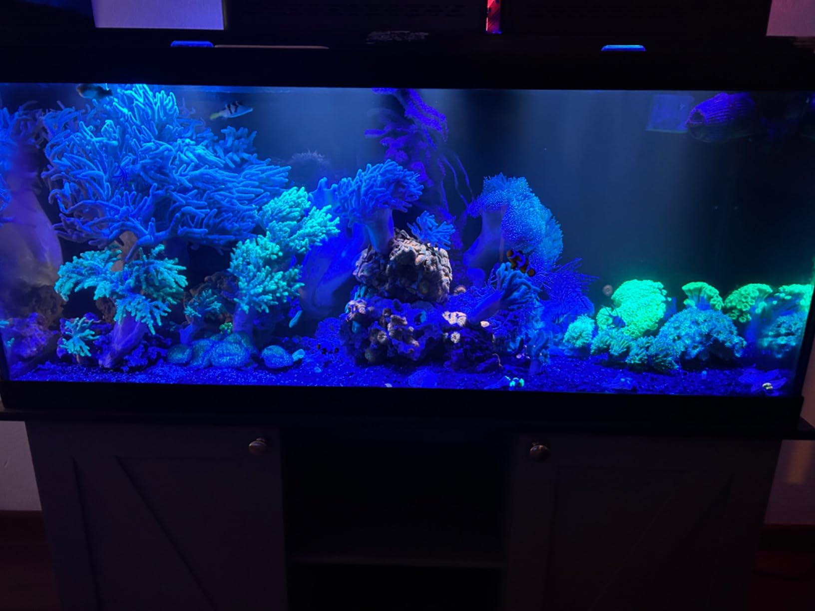 Coralife Biocube Protein Skimmer customer photo 1