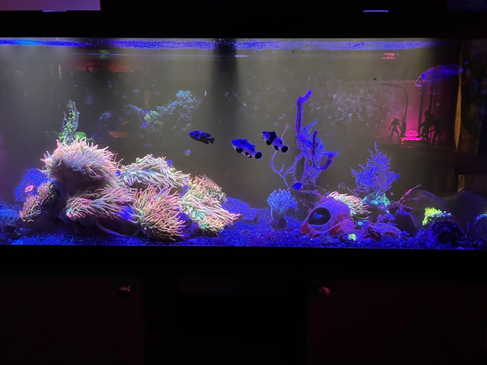 Coralife Biocube Protein Skimmer customer photo 2