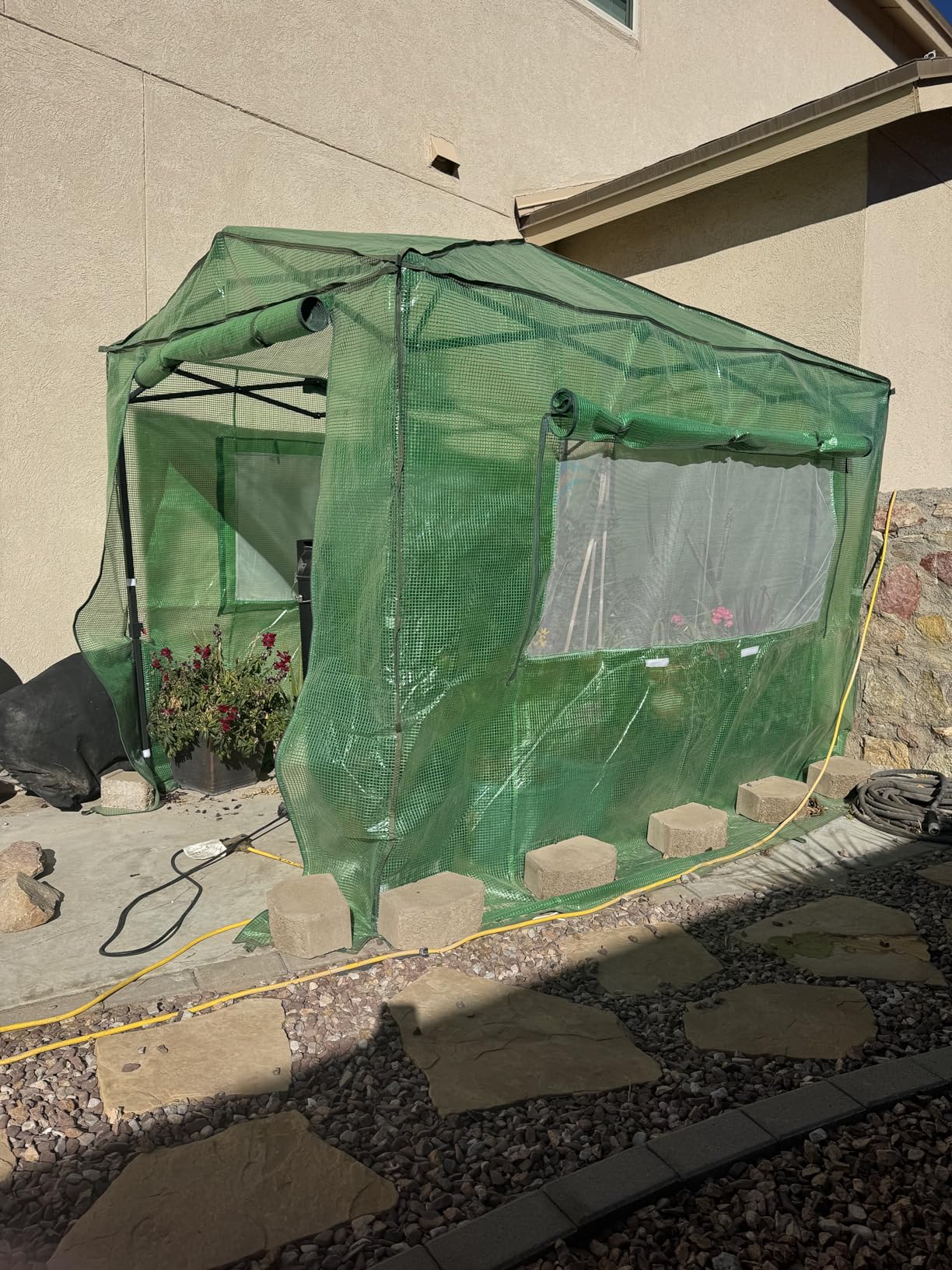 EAGLE PEAK 8x6 Portable Walk in Greenhouse, Pop Up Indoor Outdoor Greenhouse, Green House Kit with Zippered Roll-Up Doors and Windows, PE Cover, Clear/Green customer photo 2