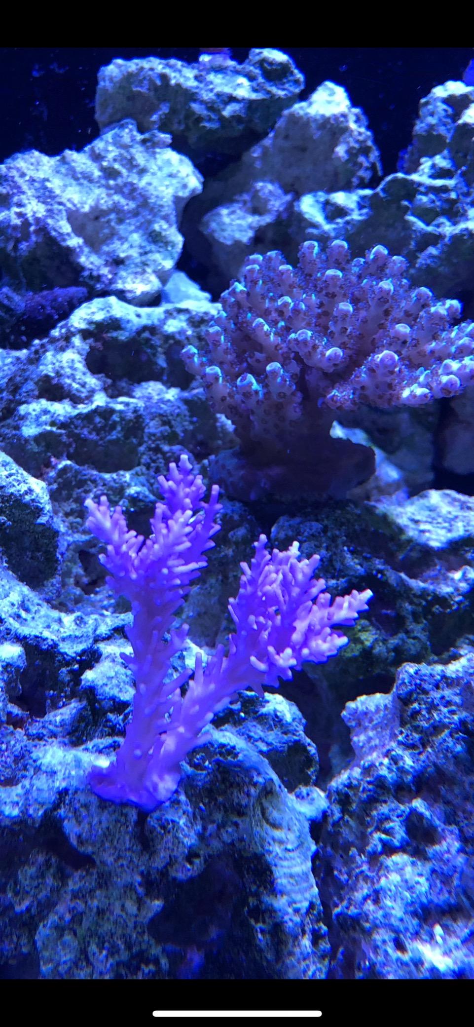 Hydra 32 LED Aquarium Light - Full Spectrum Lighting for Coral Growth, Wireless Control, High PAR Output, Energy Efficient - for Saltwater Reef Tank Aquariums - Black customer photo 1