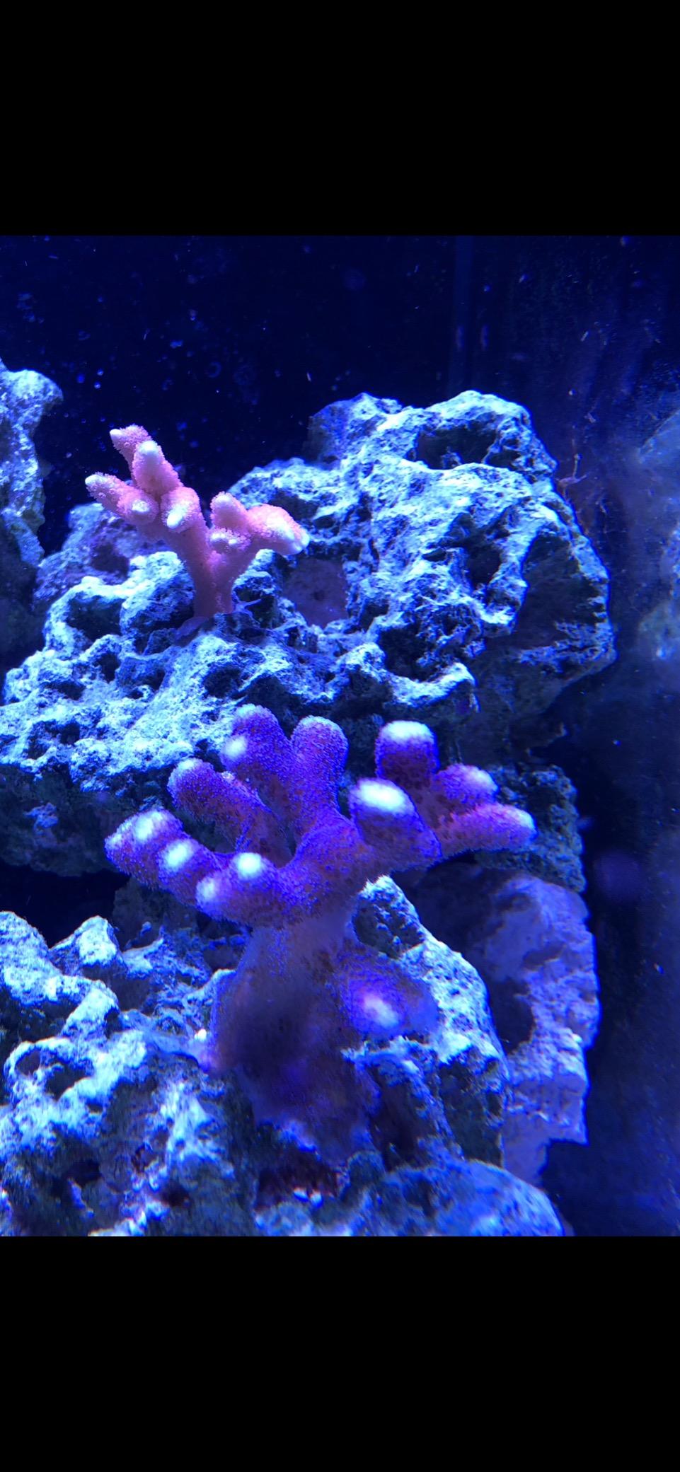 Hydra 32 LED Aquarium Light - Full Spectrum Lighting for Coral Growth, Wireless Control, High PAR Output, Energy Efficient - for Saltwater Reef Tank Aquariums - Black customer photo 2