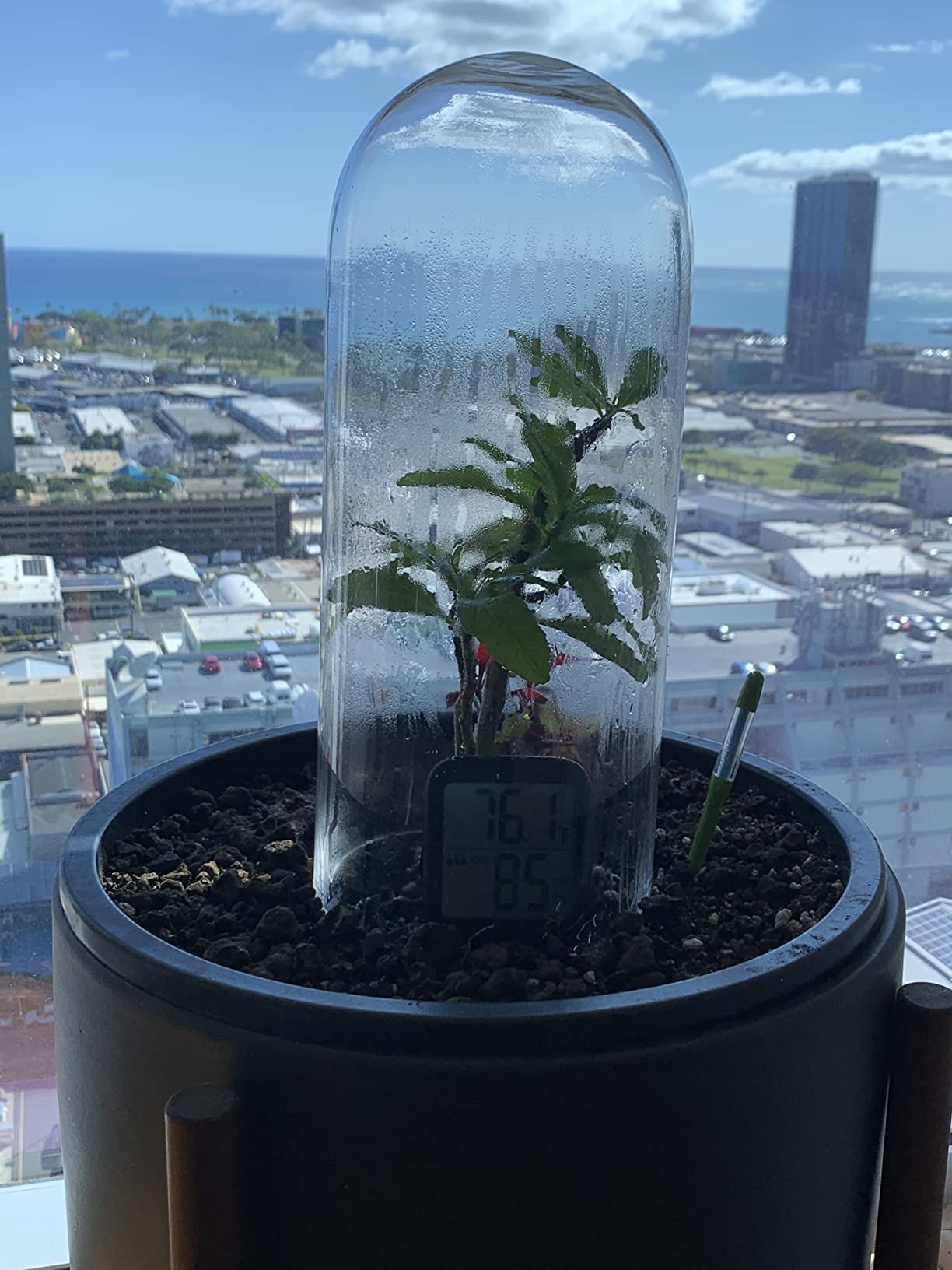 CYS EXCEL Glass Dome Cloche (H:13.75