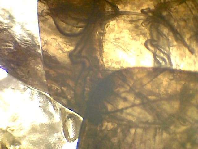 SWIFT Trinocular Compound Microscope SW350T, 40X-2500X Magnification, Siedentopf Head, Research-Grade, Two-Layer Mechanical Stage, 1.3mp Camera and Software Windows and Mac Compatible customer photo 2