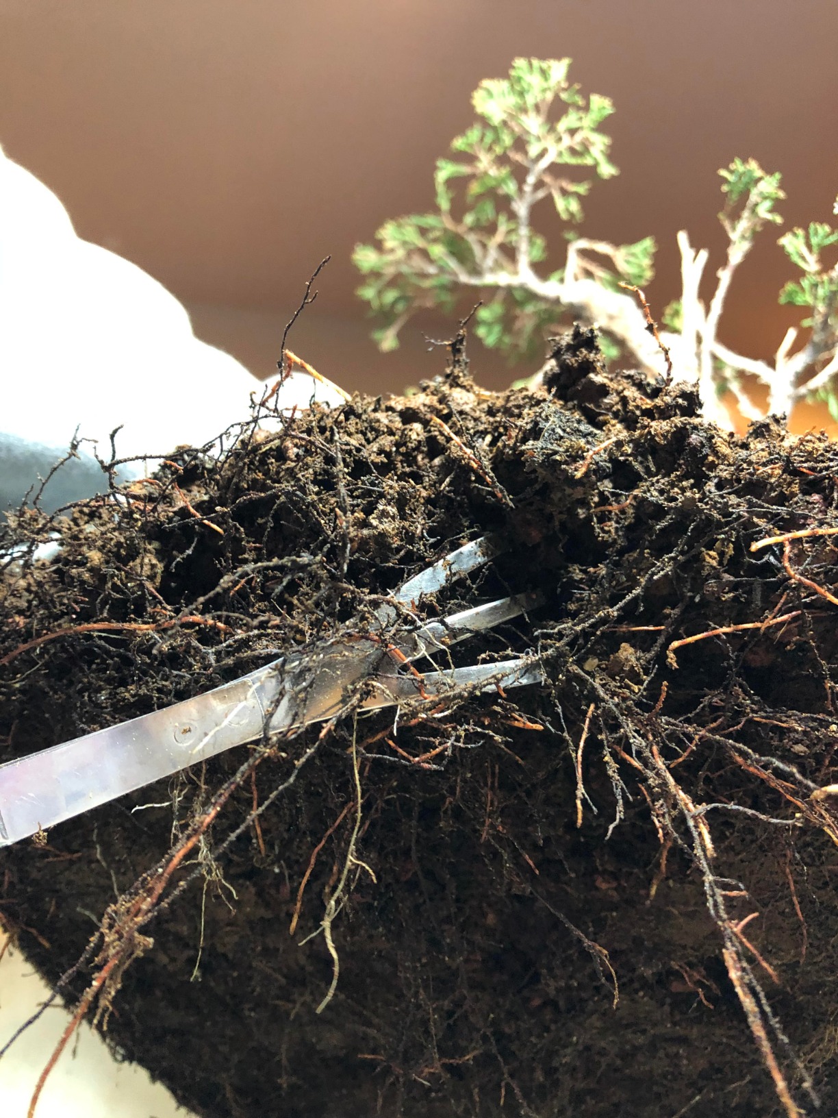 Hanafubuki Wazakura Japanese Bonsai Garden Tool Starter Kit, Made in Japan, Satsuki Scissors, Stainless Tweezers with Rake, Chinese Broom - 3 PCS Set customer photo 1