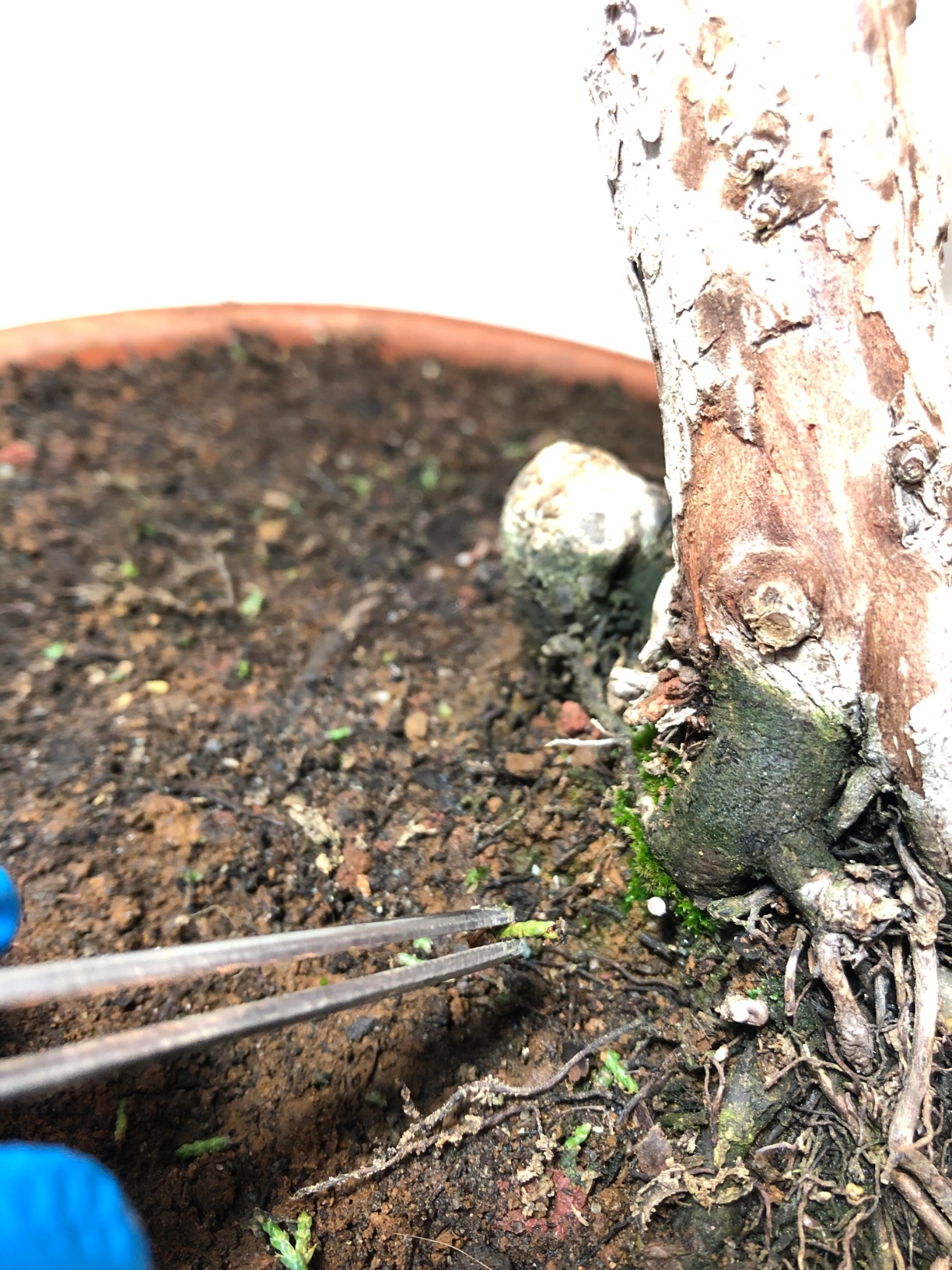 Hanafubuki Wazakura Japanese Bonsai Garden Tool Starter Kit, Made in Japan, Satsuki Scissors, Stainless Tweezers with Rake, Chinese Broom - 3 PCS Set customer photo 2