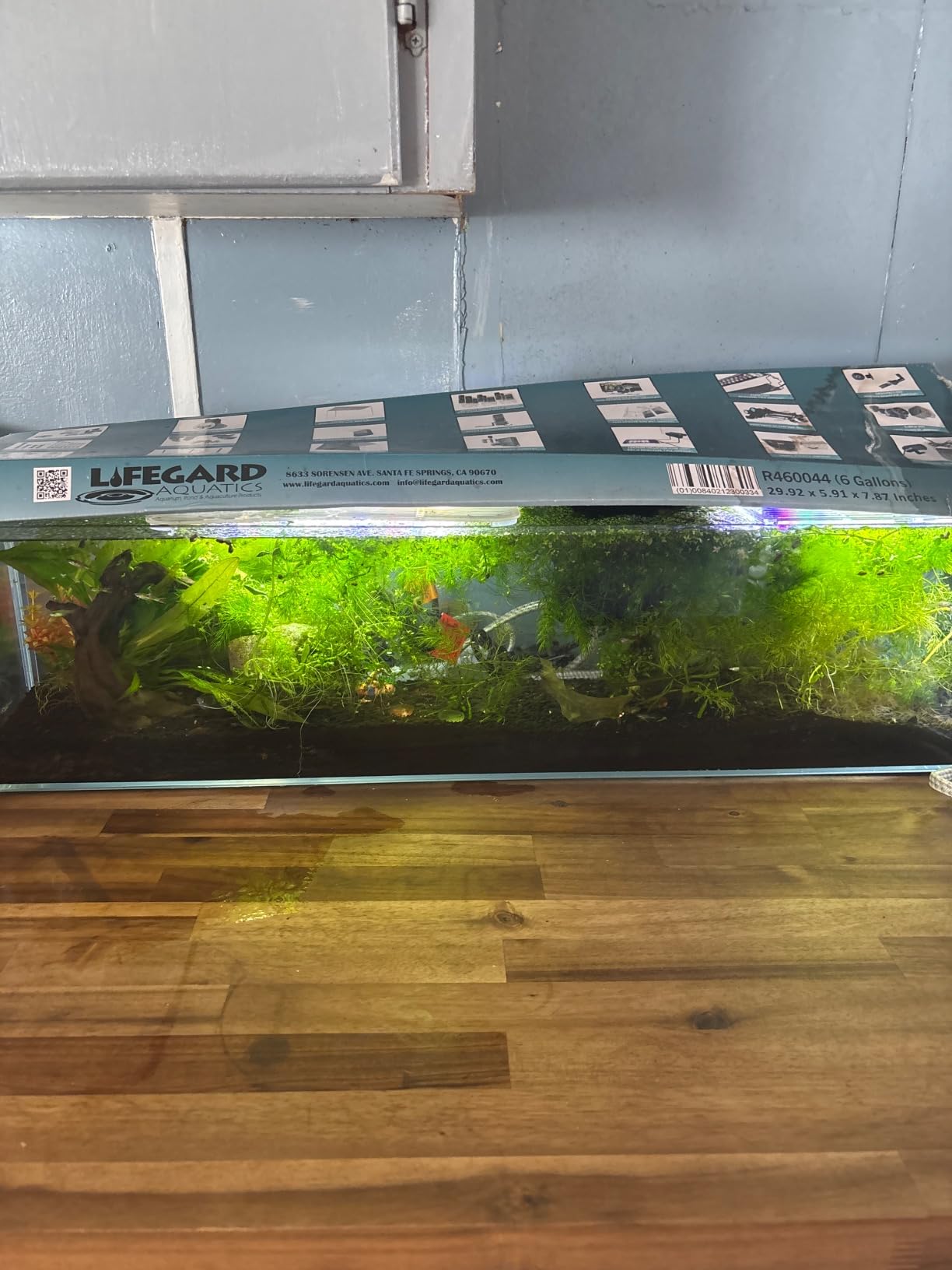 LIFEGARD Low Iron Ultra Clear Crystal Bookshelf Aquarium with Foam Leveling Mat - Rimless Aquariums with 45-Degree Beveled Edge, Peninsula Style - for Fish and Corals - 6 Gallon Capacity customer photo 1