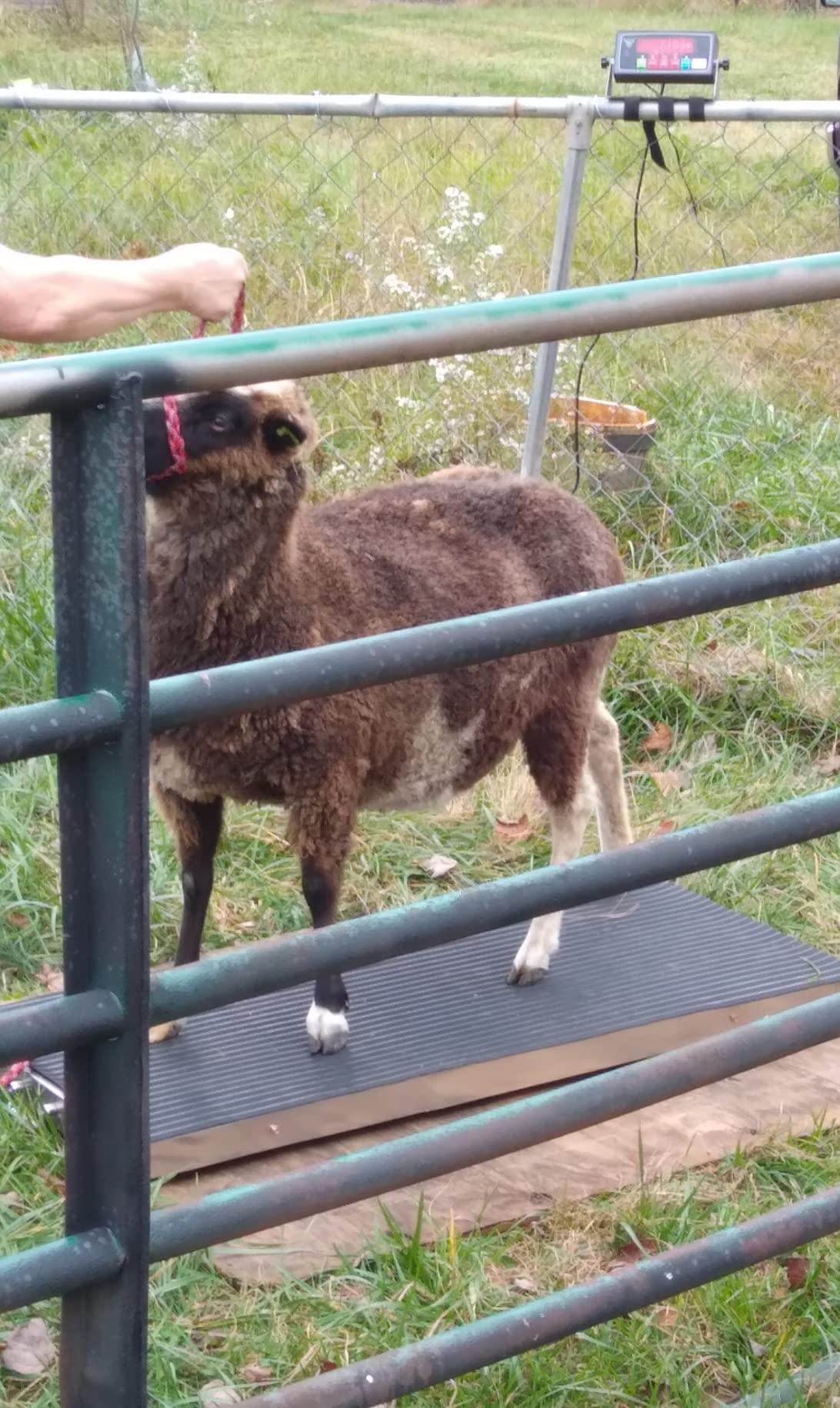 PEC Livestock Animal Scale/Farm Animal Scales for Weighing Small to Medium Sized Animals, Lamb, Goat, Sheep, Pigs, hogs, Donkey, Calf, Digital Indicator Included, Capacity 700lbs (38 x 20) customer photo 2