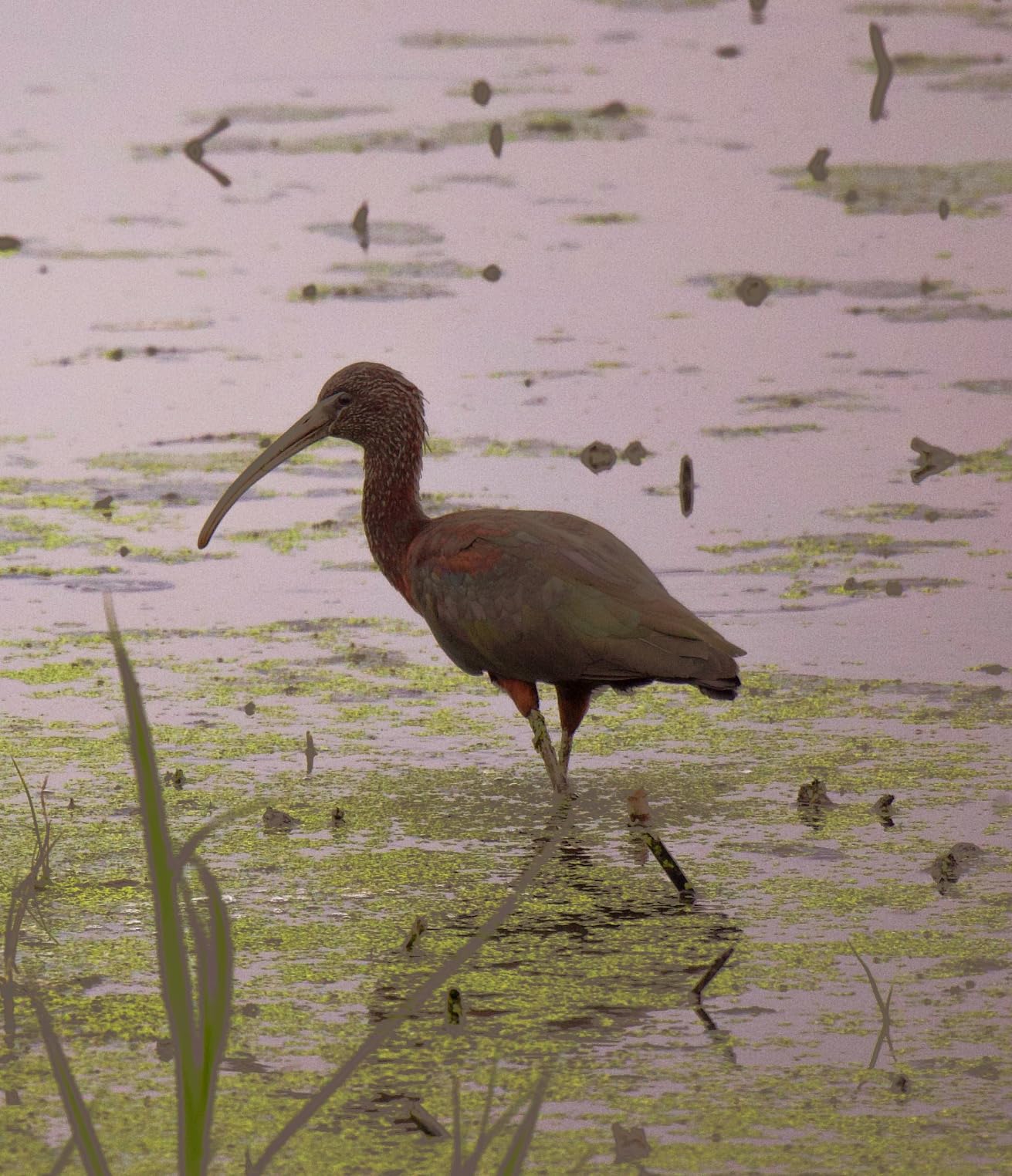 Canon imagePROGRAF PRO-300 Wireless Color Wide-Format Printer, Prints up to 13