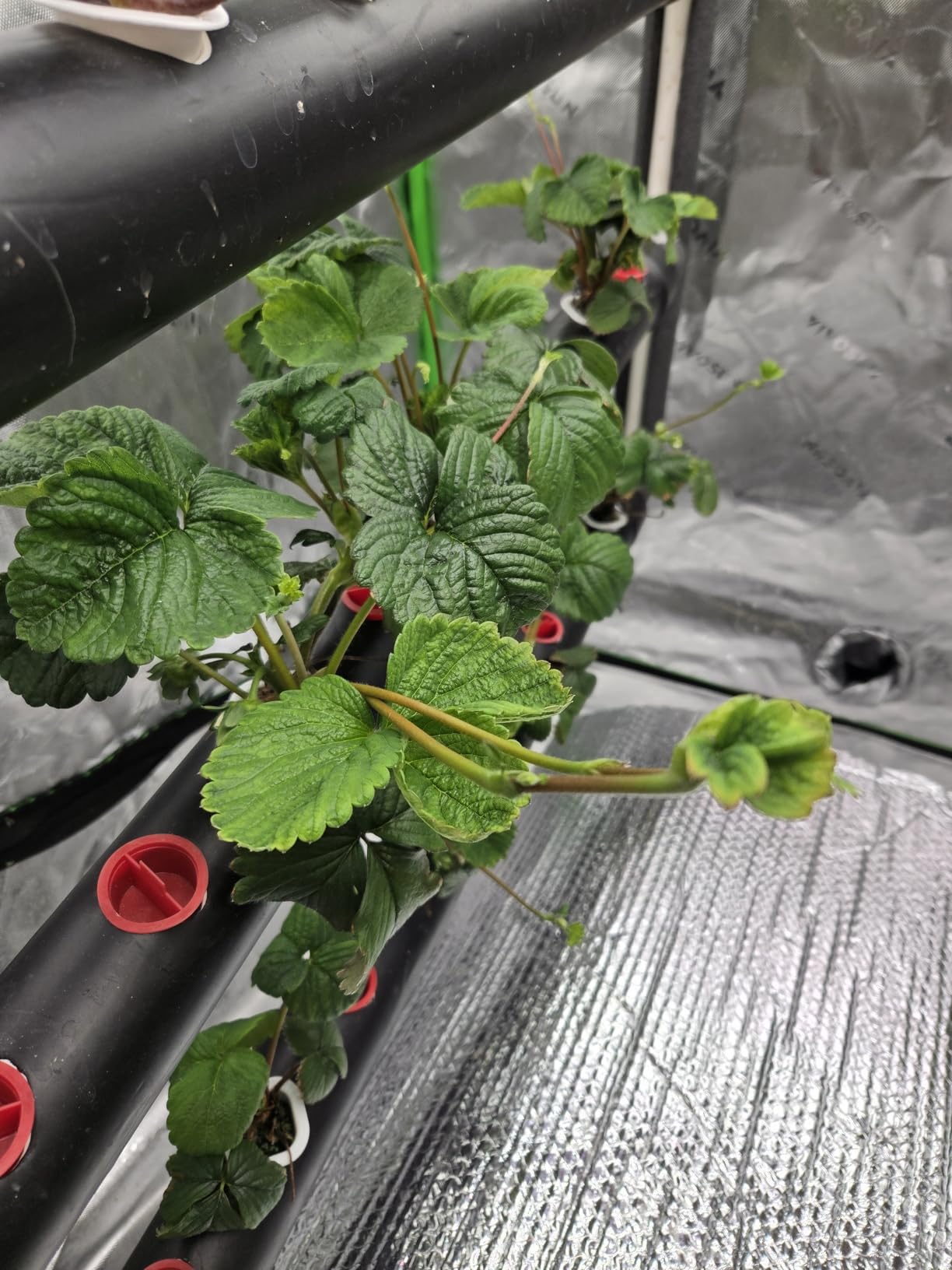 VIVOSUN Hydroponic Grow Kit, 1 Layer 36 Plant Sites 4 Food-Grade PVC-U Pipes Hydroponics Planting System with Water Pump, Pump Timer, Nest Basket and Sponge for Leafy Vegetables customer photo 1