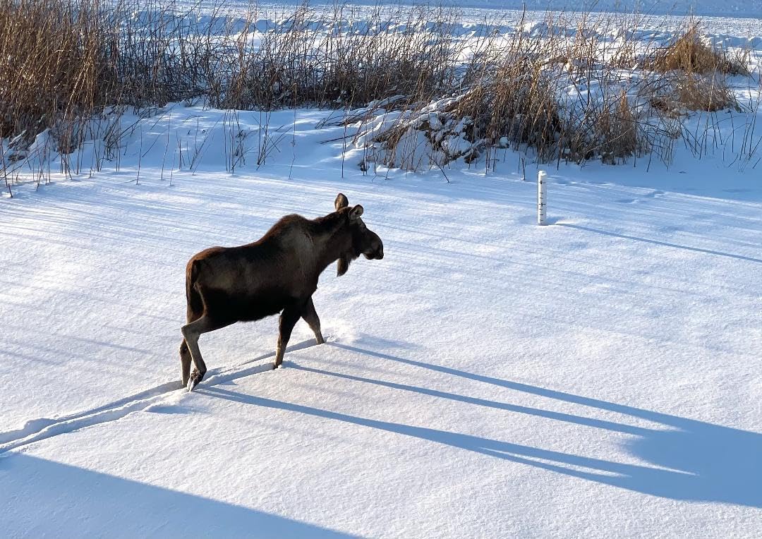 Solar Electric Fence Charger 5 Mile - Solar Powered Energizer for Livestock - Low Impedance Solar Fencer Battery Powered customer photo 1