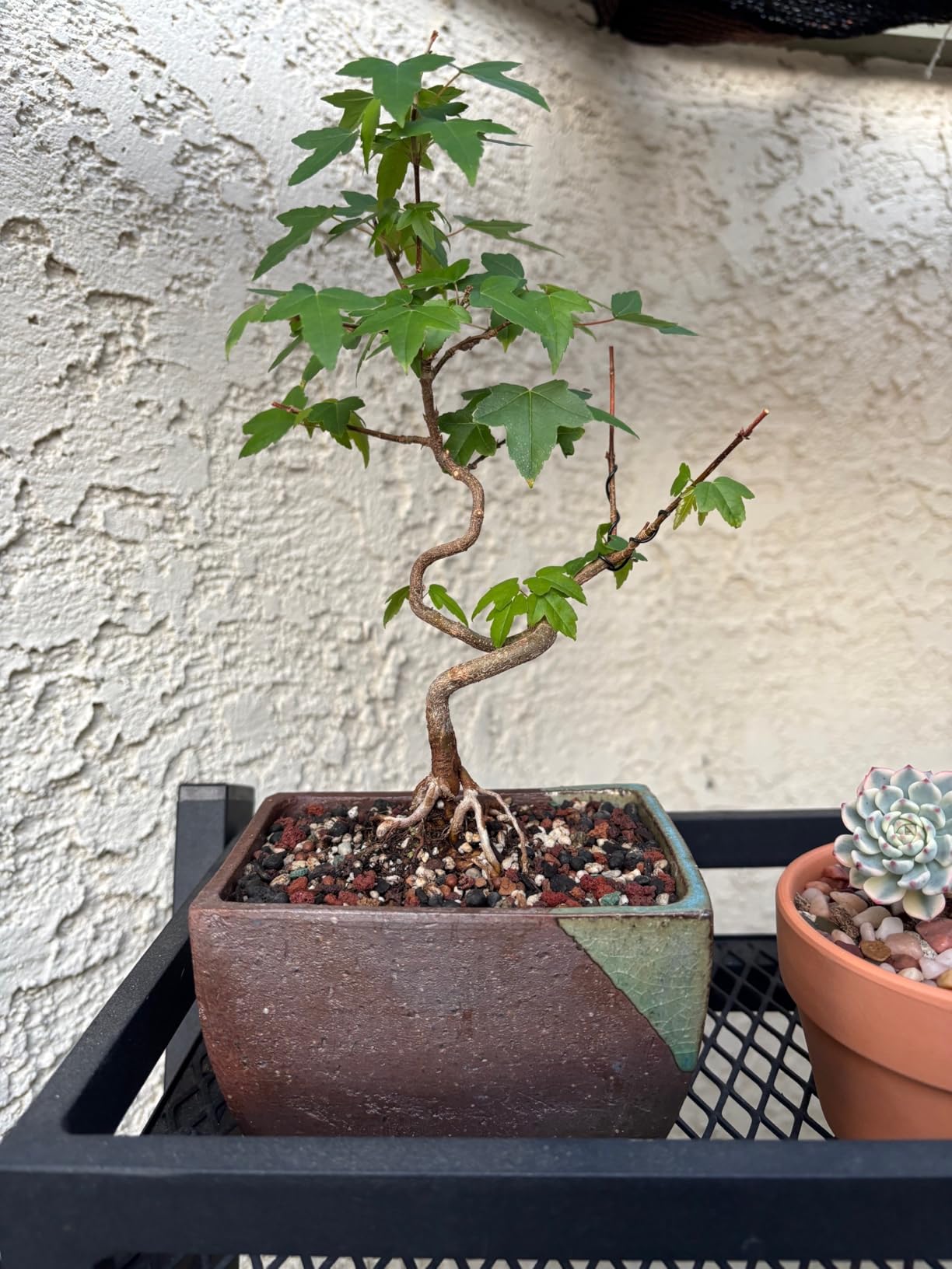 Wazakura Tokoname Series Small Handmade Rectangular Glazed Bonsai Pot with Drainage Holes 5.3 in (135 mm) Made in Japan, Ceramic Training Container and Planter - Brown Green customer photo 1
