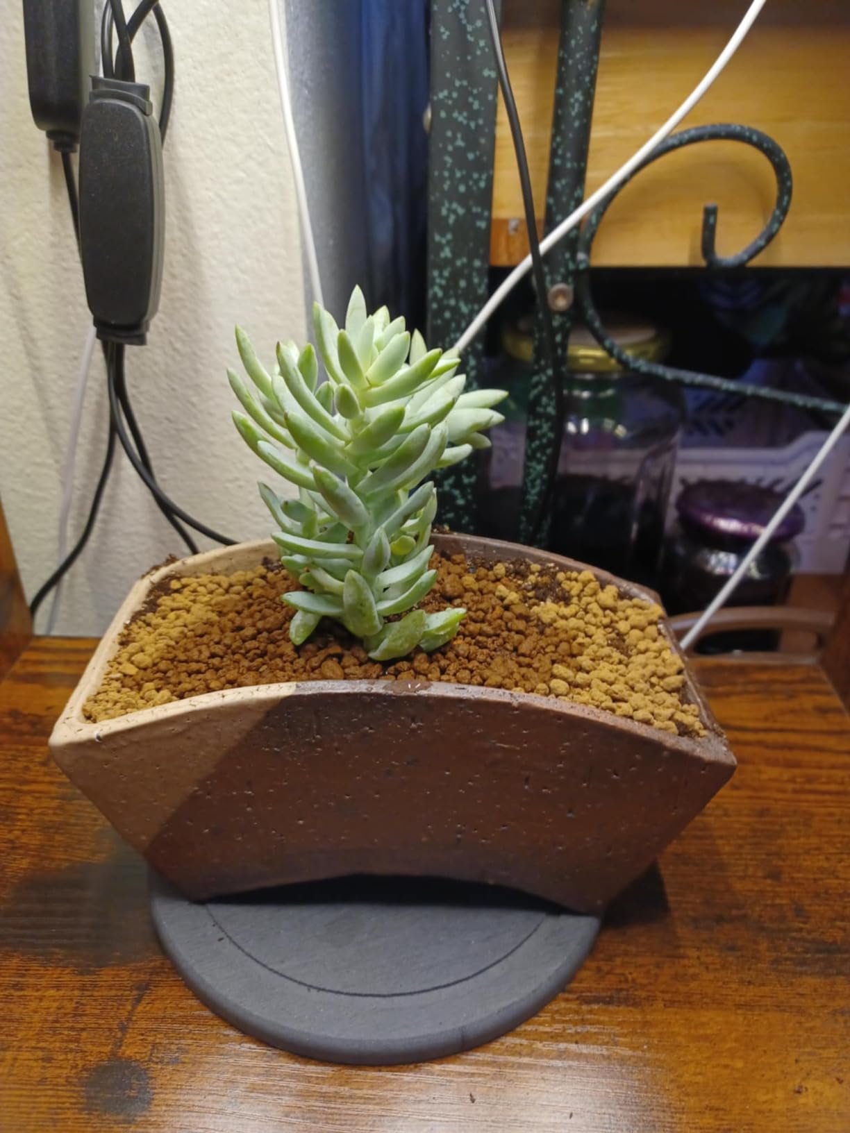 Wazakura Tokoname Series Handmade Fan Shaped Bonsai Pot with Drainage Holes 6.8 inch (174mm) Made in Japan, Artisan Ceramic Garden Container, Decorative Flower Planter - Fan Shape customer photo 1