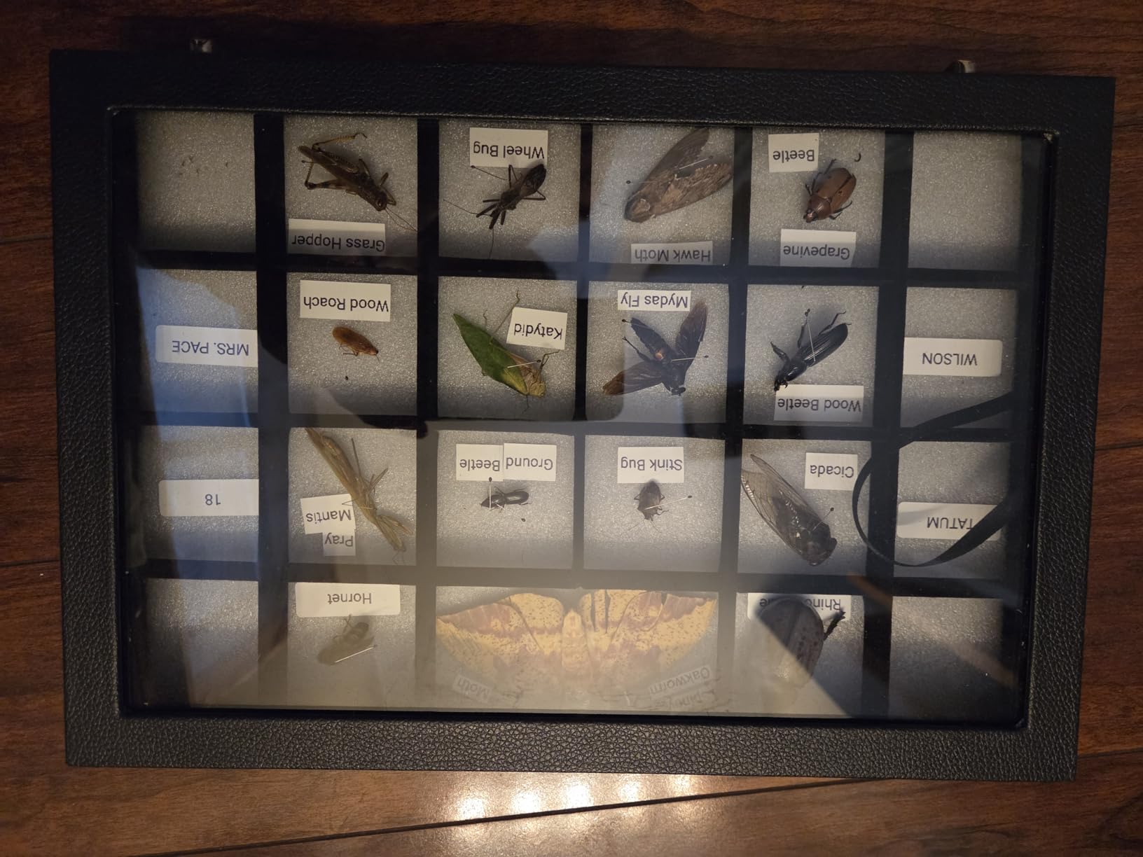 Wudygirl Jewelry Organizer Clear Lid 24 Grid Jewelry Box Case Organizer Showcase Display Jewelry Tray Removable Black Velvet Locked customer photo 1