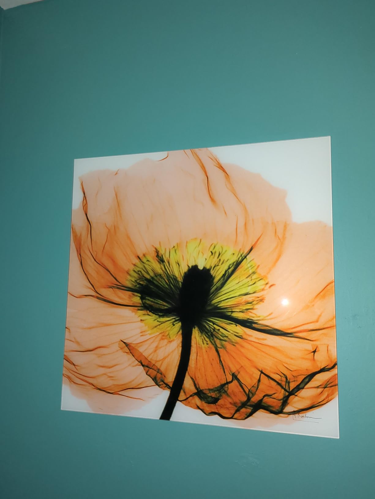 Empire Art Direct Calia Lily Frameless Free Floating Reverse Printed Tempered Glass Wall Art, X-ray Flower Wall Decor, 24