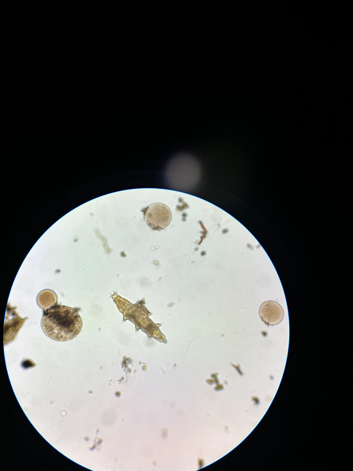 Swift SW350T Compound Trinocular Microscope, 40X-2500X Magnification, Two-Layer Mechanical Stage, with 5.0 mp Camera and Software Windows/Mac Compatible and 5 PCS Prepared Slides and 5 PCS Blank Slides customer photo 2