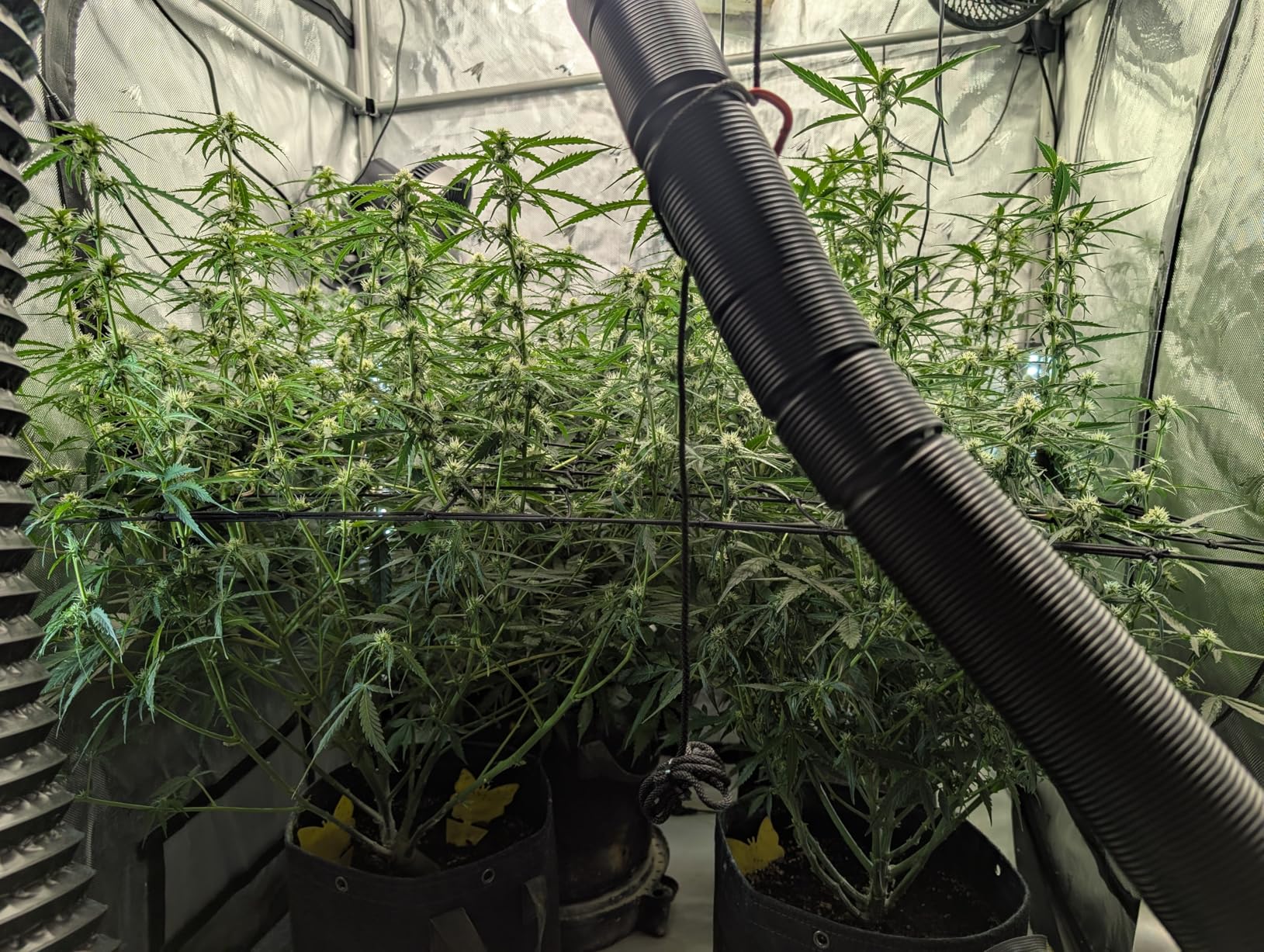 AC Infinity CLOUDLAB 899 Advance Grow Tent 8x8 - Thickest 1