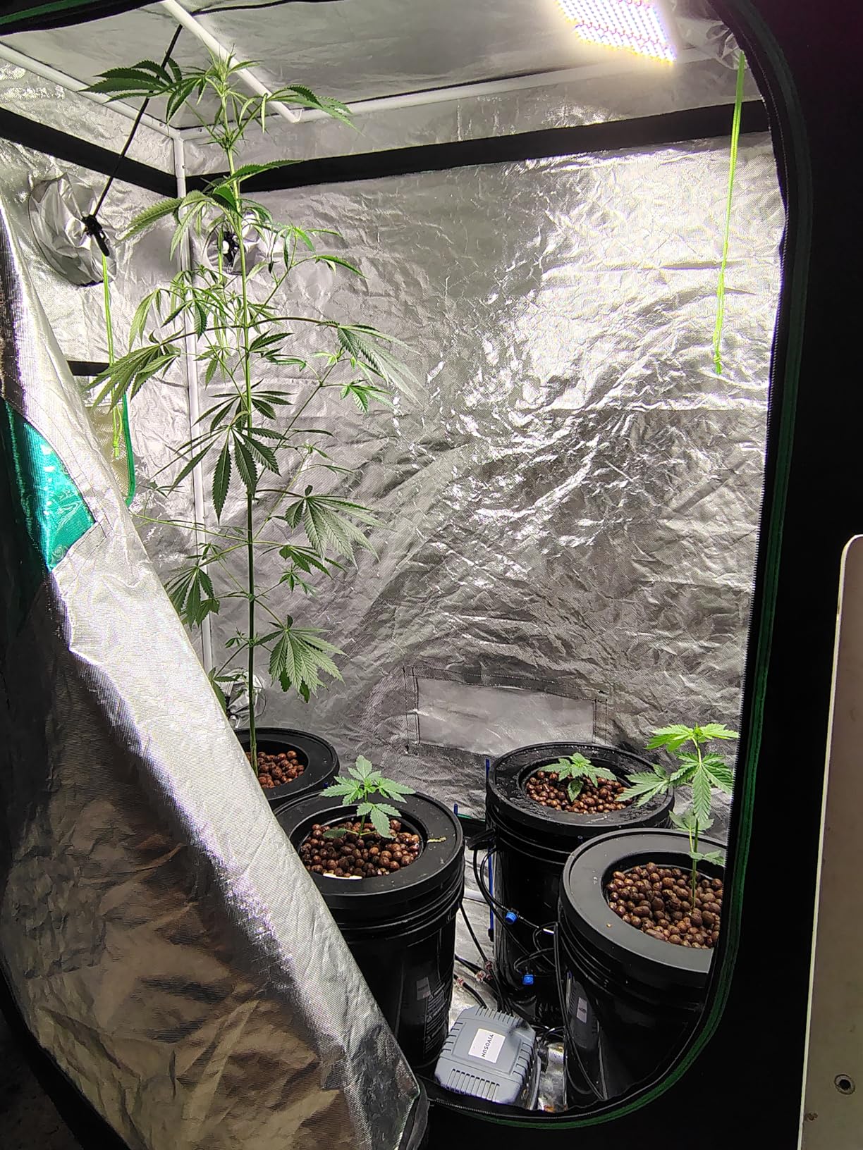 VIVOSUN DWC Hydroponics Grow System with Top Drip Kit, 5-Gallon Deep Water Culture, Recirculating Drip Garden System with Multi-Purpose Air Hose, Air Pump, and Air Stone (4 Buckets + Top Drip Kit) customer photo 1