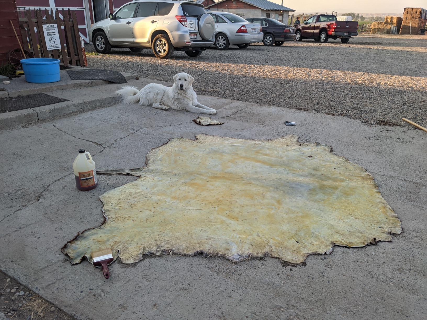 NuTan 1 Gallon Tanning Formula by Advanced Tanning Solutions - Soft, Durable Tan for Deer, Moose, Bear, Elk, Fox, Rabbit Hides - Made In USA customer photo 2