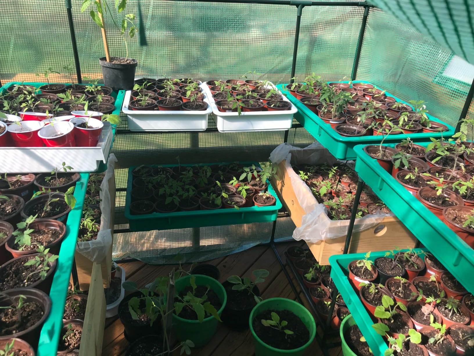 SUNGIFT Walk-in Greenhouse for Outdoors, 57x61x80 Inch Large Greenhouse, 3 Tiers 10 Shelves Mini Green House Kit with Observation Windows Roll-up Door Zipper, Plant Garden Hot House for Herbs, Flowers customer photo 2