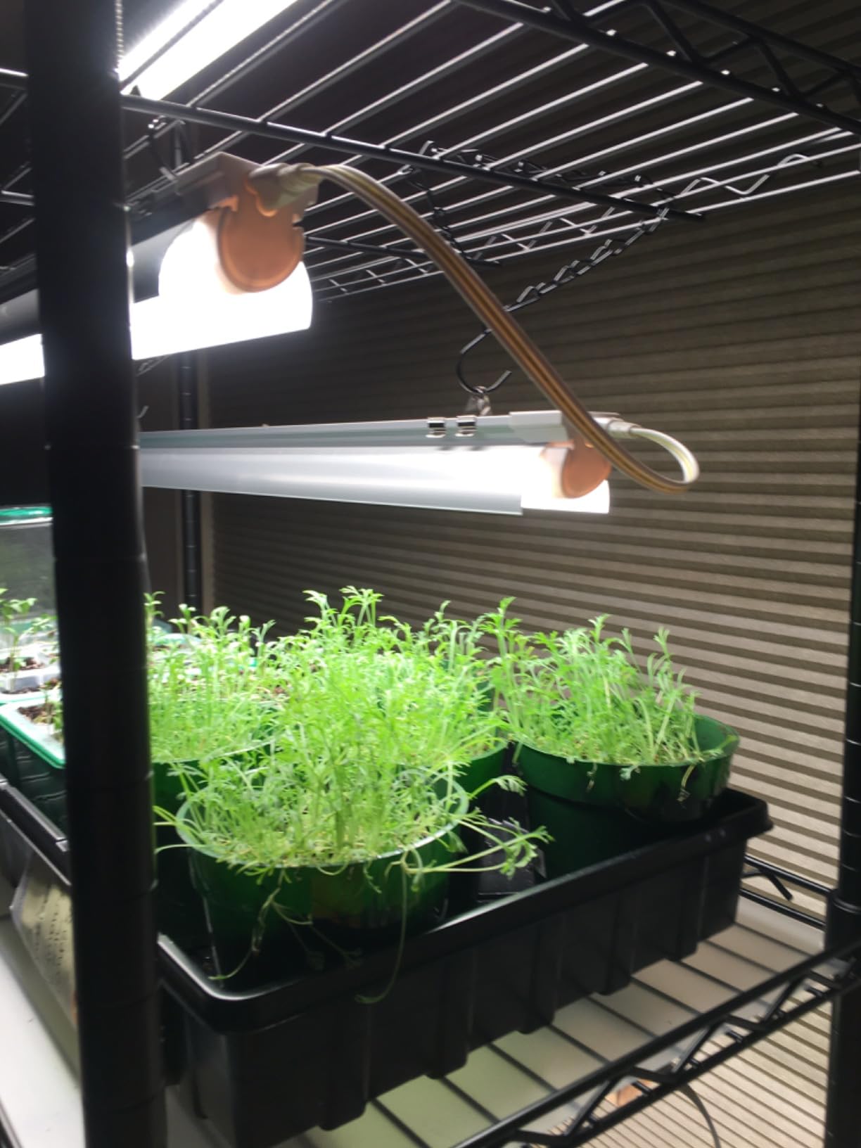 Bstrip DIY Plant Shelf with Grow Light, Grow Light Shelf with Adjustable Rack and Wheels, Plant Stand, 8-Pack 192W T8 Full Spectrum Lamps, ideal for Seed Starting, Seed Tray, 29.5