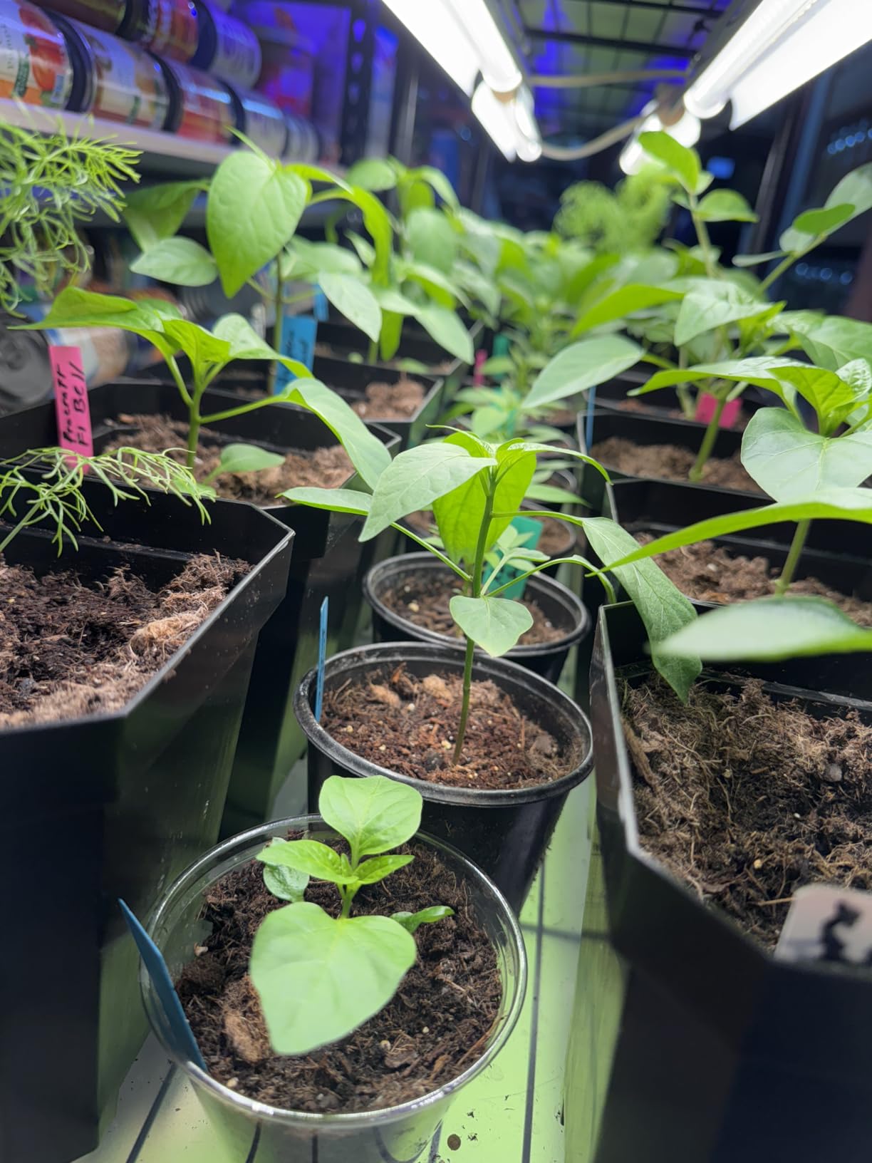 Bstrip Plant Shelf with Grow Light, 4-Tier Large Grow Light Shelf with Wheels, Stainless Steel, 12-Pack 288W T8 Full Spectrum Grow Lights for Seed Starting(57.4