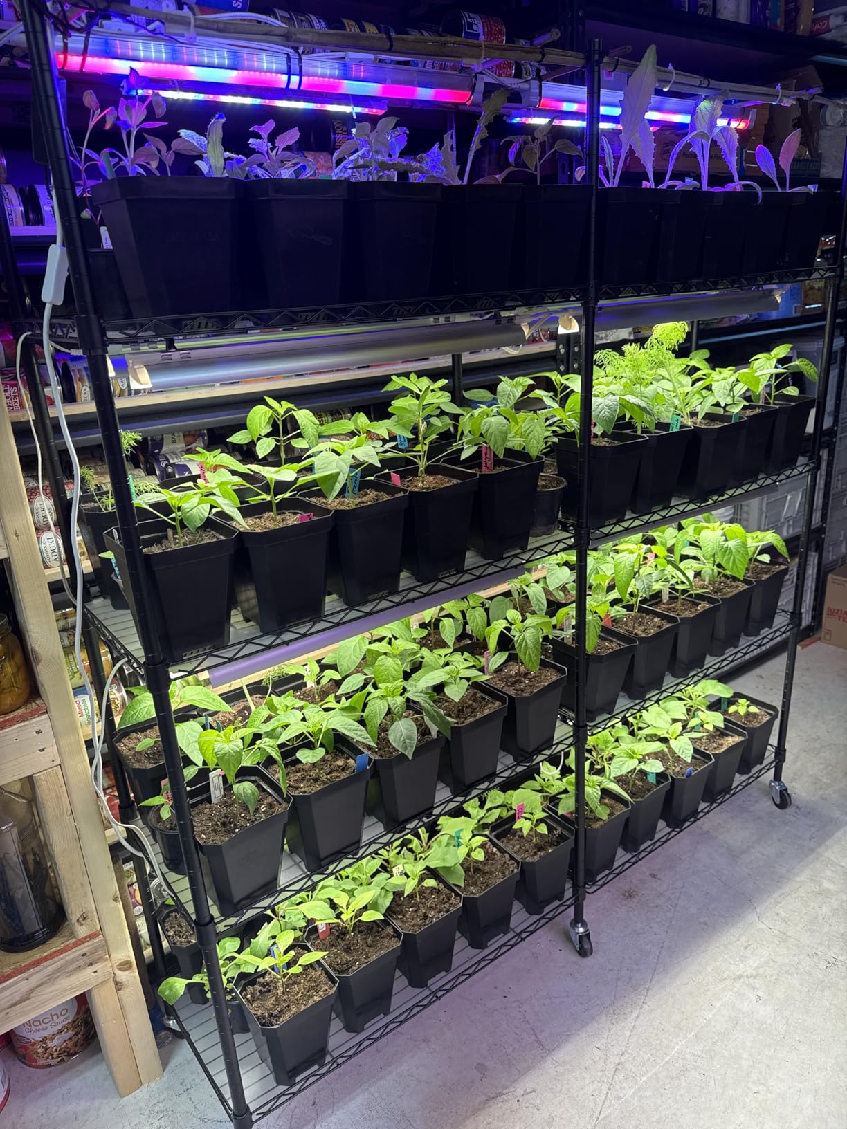 Bstrip Plant Shelf with Grow Light, 4-Tier Large Grow Light Shelf with Wheels, Stainless Steel, 12-Pack 288W T8 Full Spectrum Grow Lights for Seed Starting(57.4