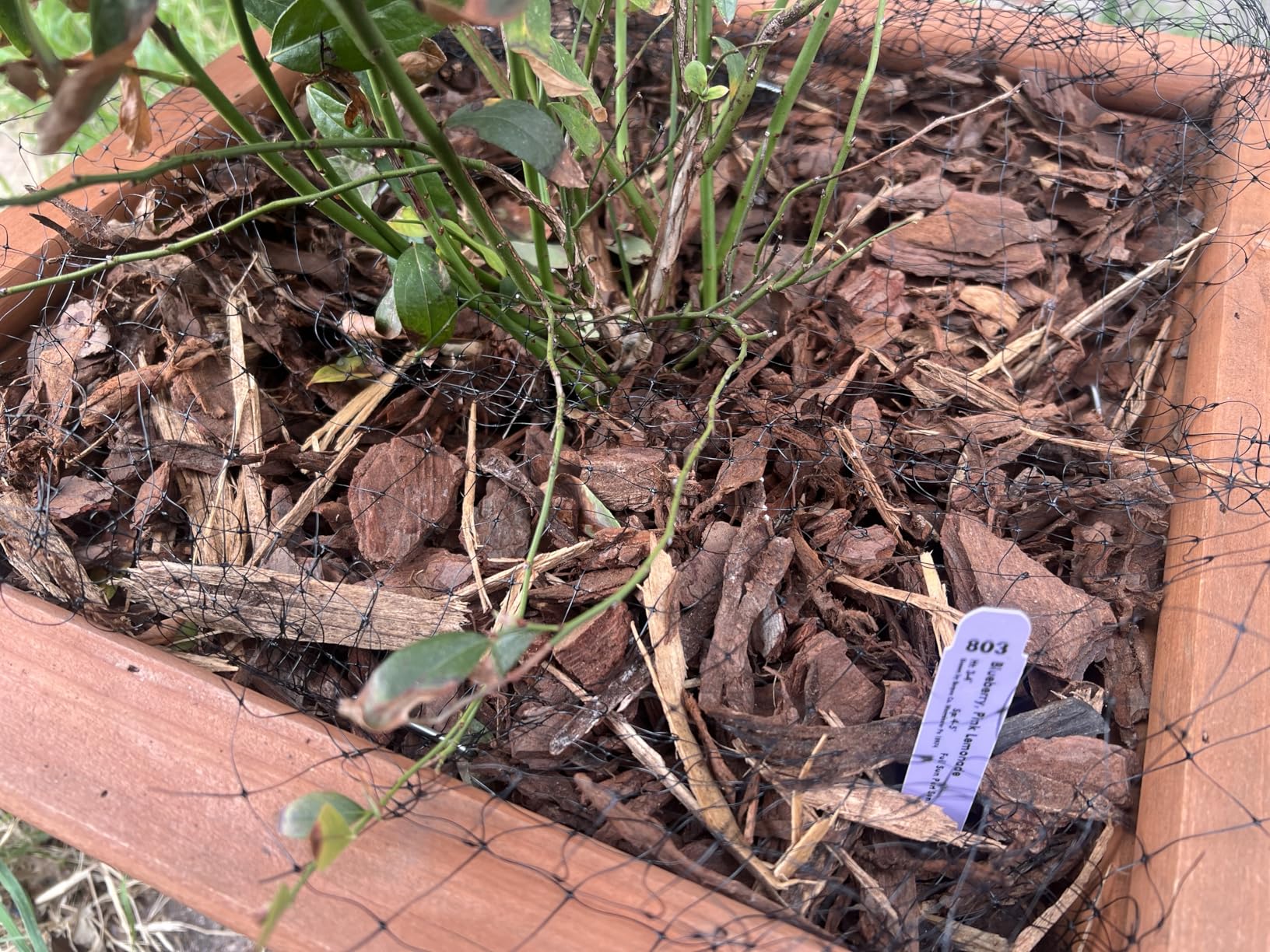 KLEWEE Bird Netting, 7.5 x 100 FT Heavy Garden Netting Deer Netting for Protect Fruit Trees, Plants and Vegetables Against Birds, Deer, Squirrels and Other Animals customer photo 1