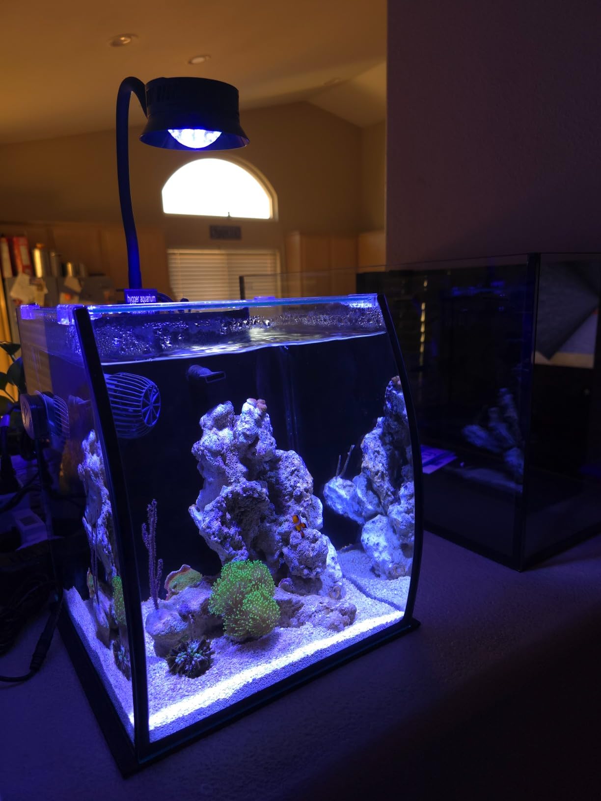 Aquatop Vertical Bowfront Glass Aquarium, 5-Gallon - All-in-One Tank with Filter and LED Light, High Clarity Glass for Freshwater & Saltwater customer photo 2