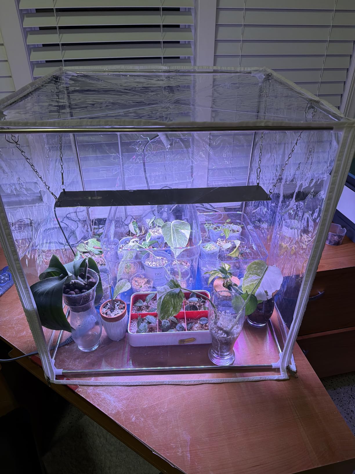 Barrina CX5 Plant Stand with Grow Lights for Indoor Plants, 4-Tier Plant Shelf with T8 3FT 180W Full Spectrum Grow Light for Seed Starting, Succulent, Timer Socket, Greenhouse, 35.4